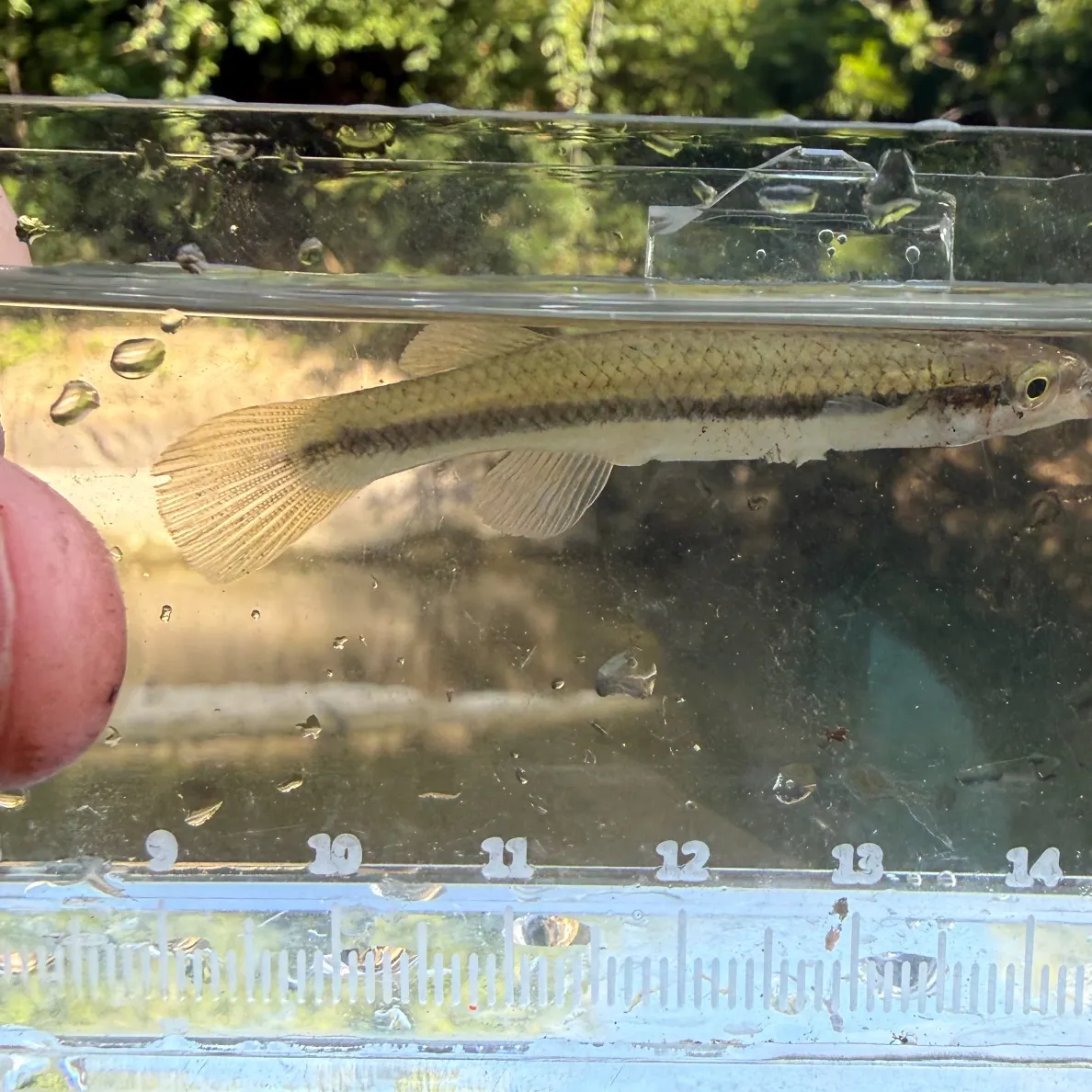 The most recent Blackstripe topminnow catches on Fishbrain