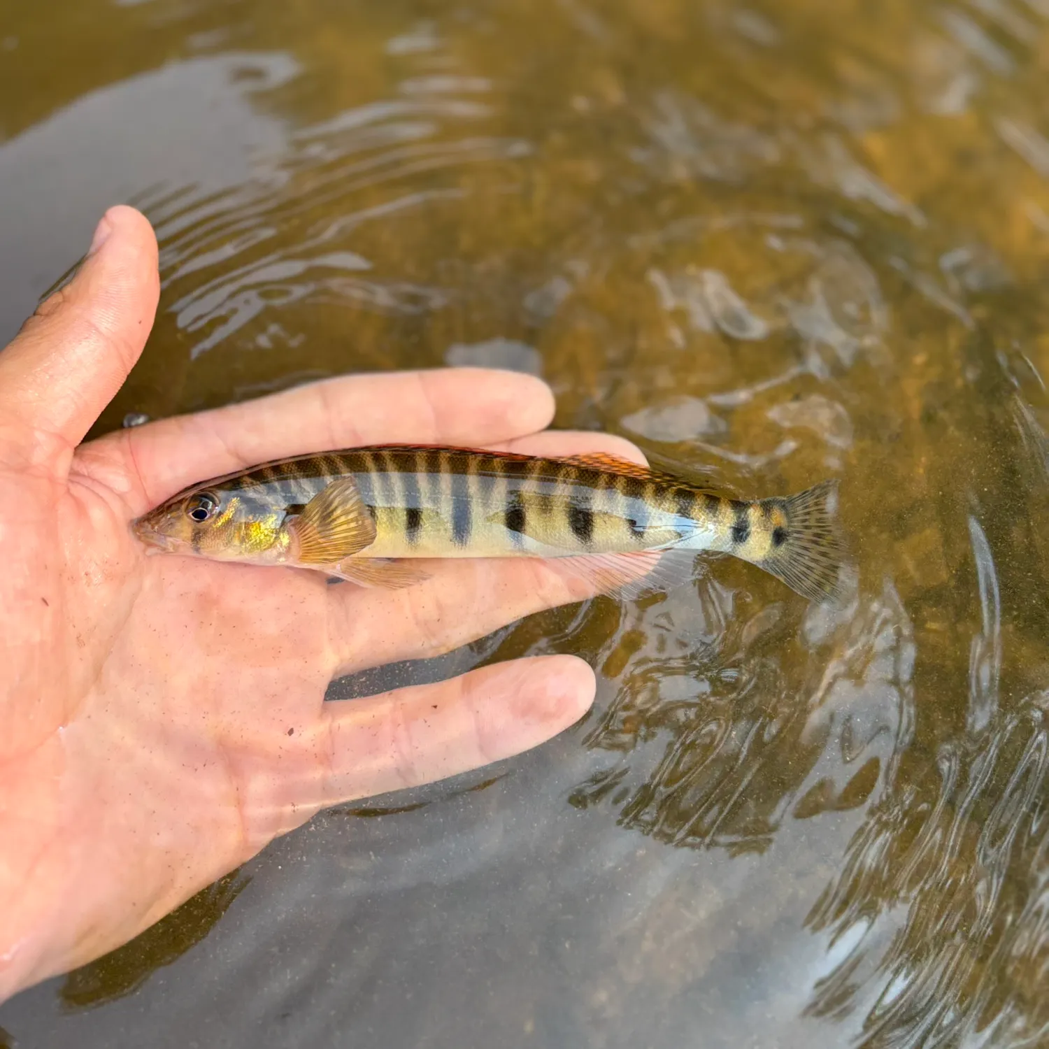 The most recent Mobile logperch catches on Fishbrain