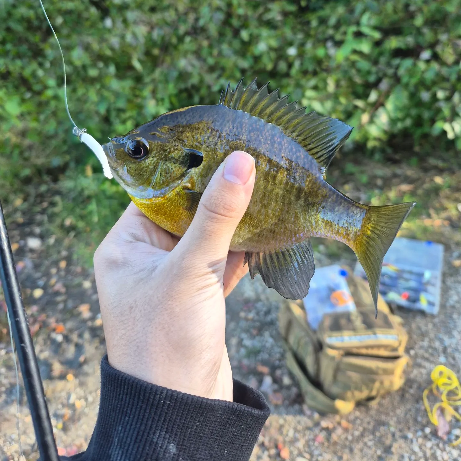 Bluegill caught on Fishbrain