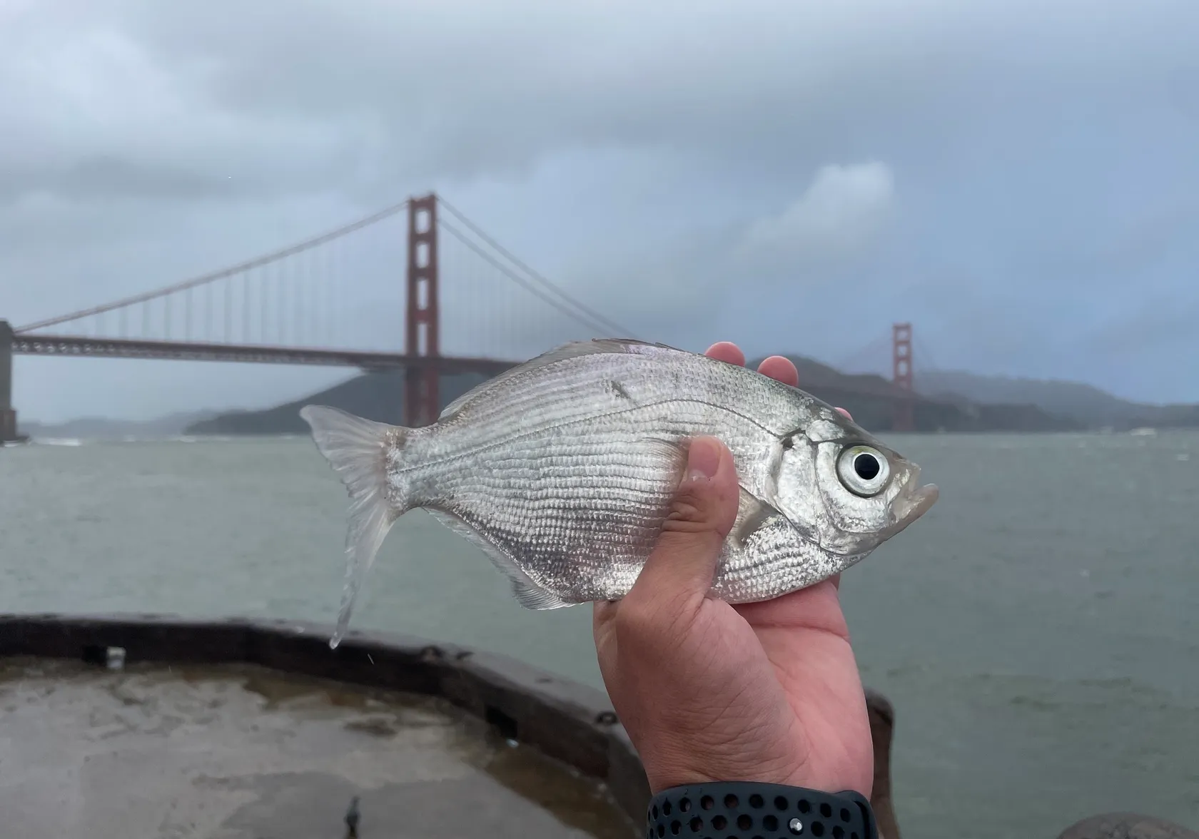 Walleye surfperch