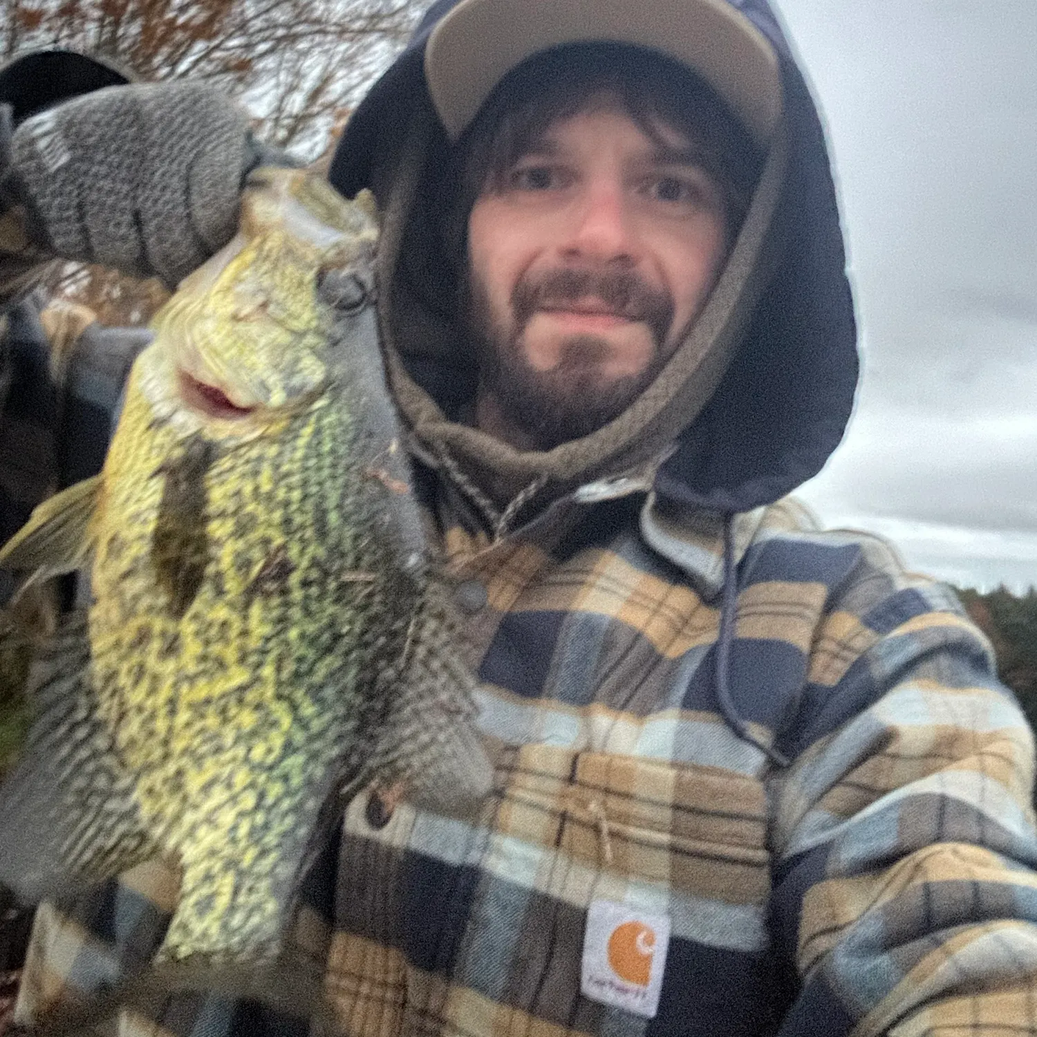 Black crappie caught on Fishbrain