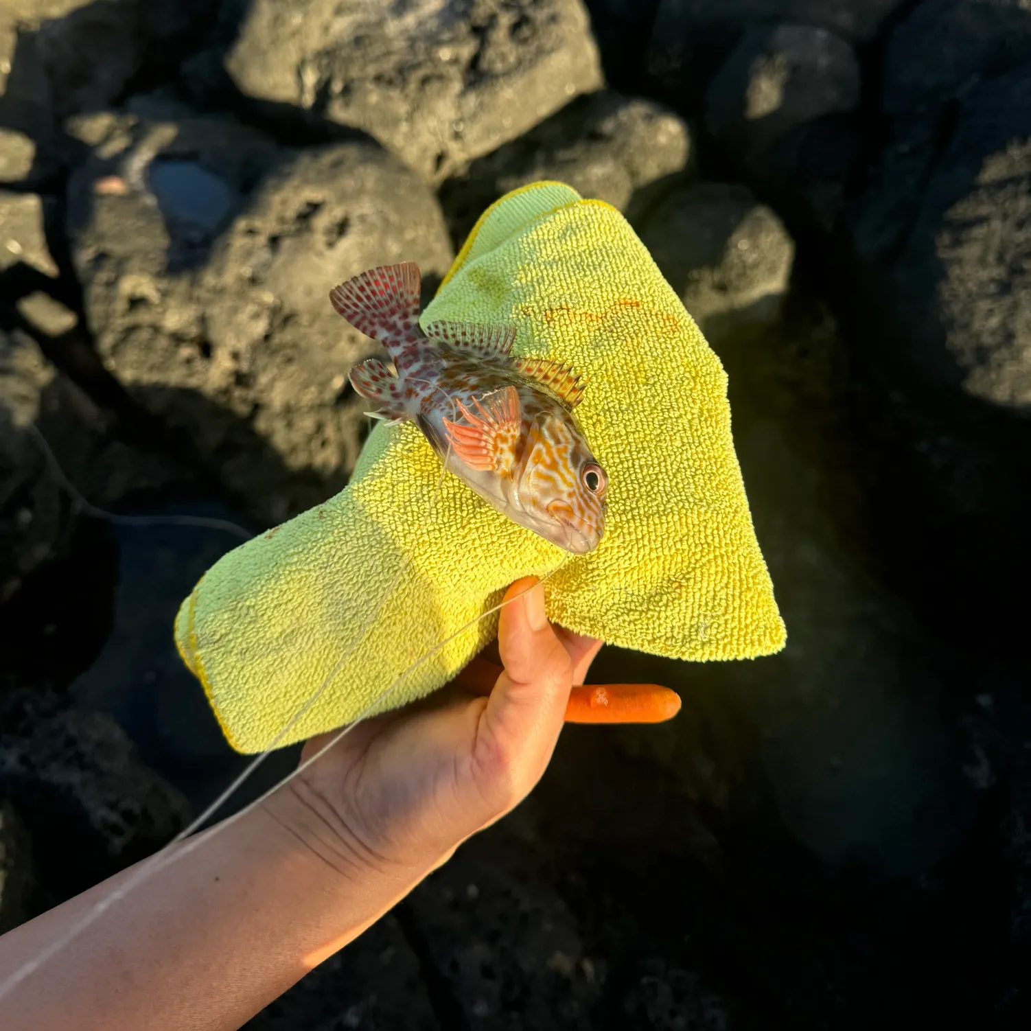 most liked catch image
