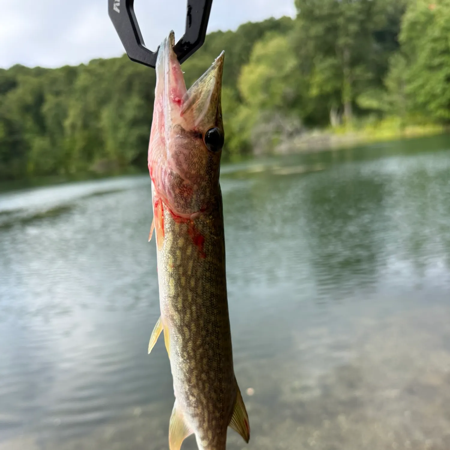 Chain pickerel caught on Fishbrain