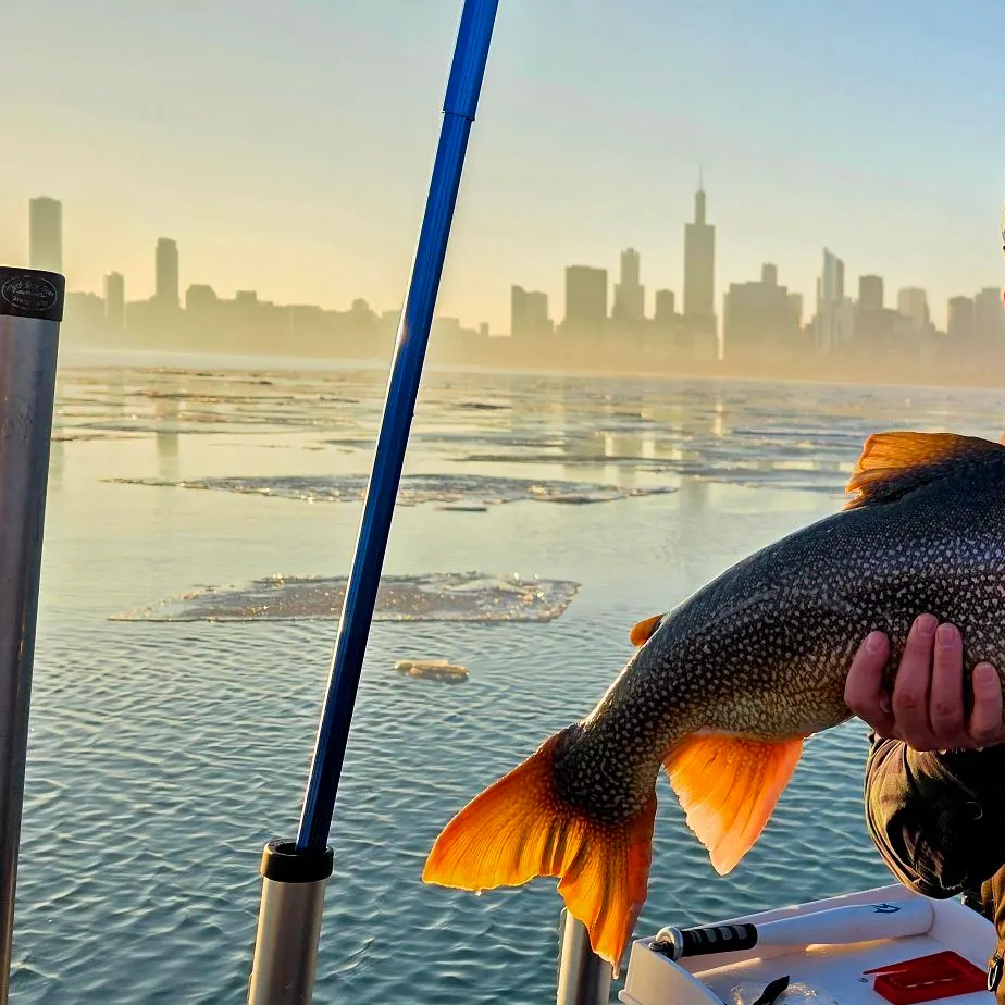 The most recent Lake char catches on Fishbrain