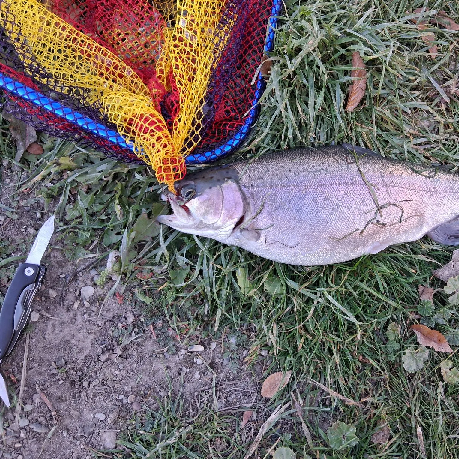Rainbow trout caught on Fishbrain