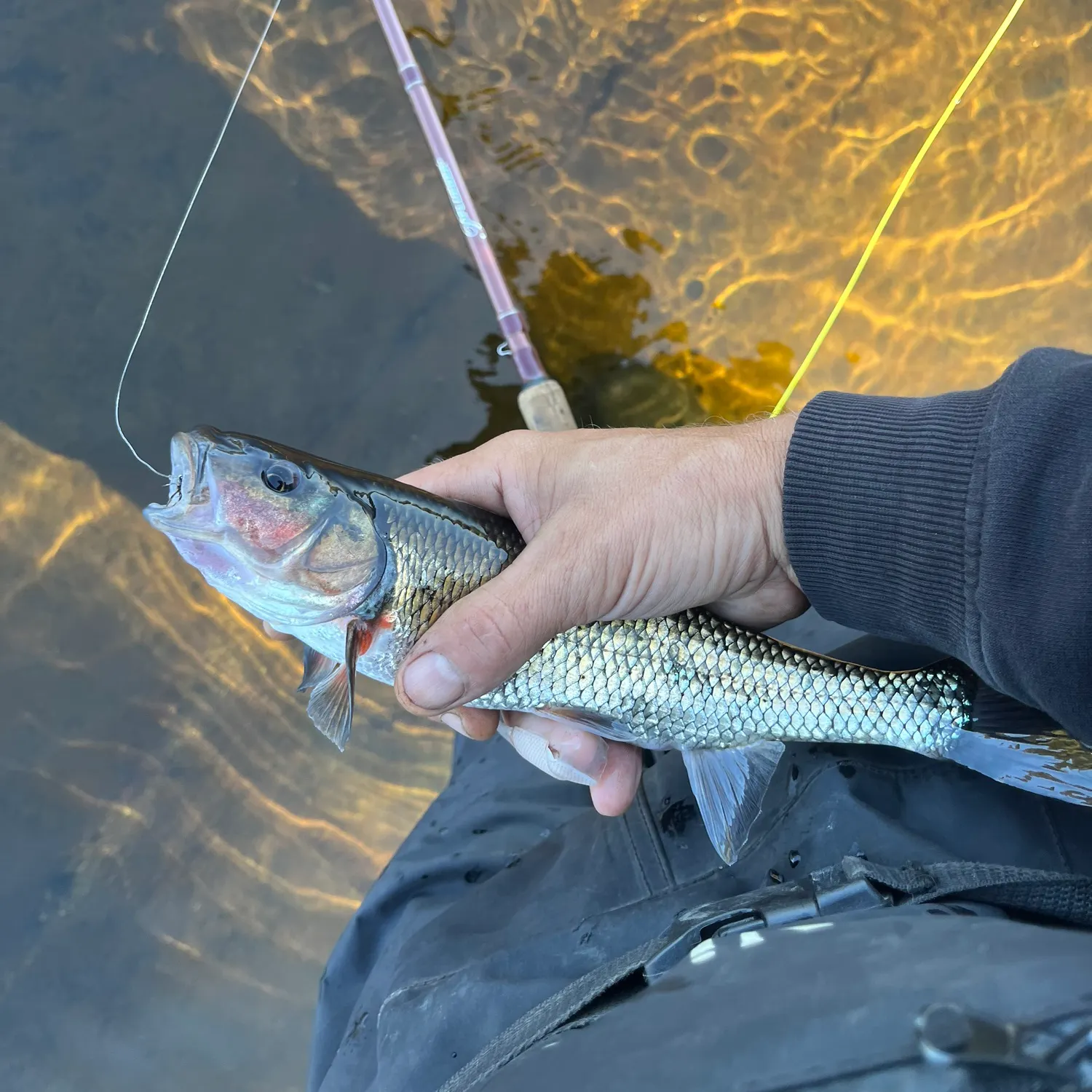 Fallfish caught on Fishbrain