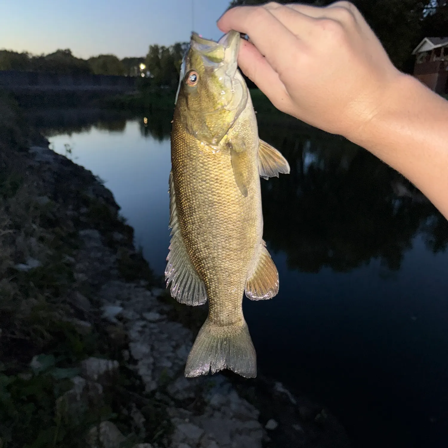 Smallmouth bass caught on Fishbrain