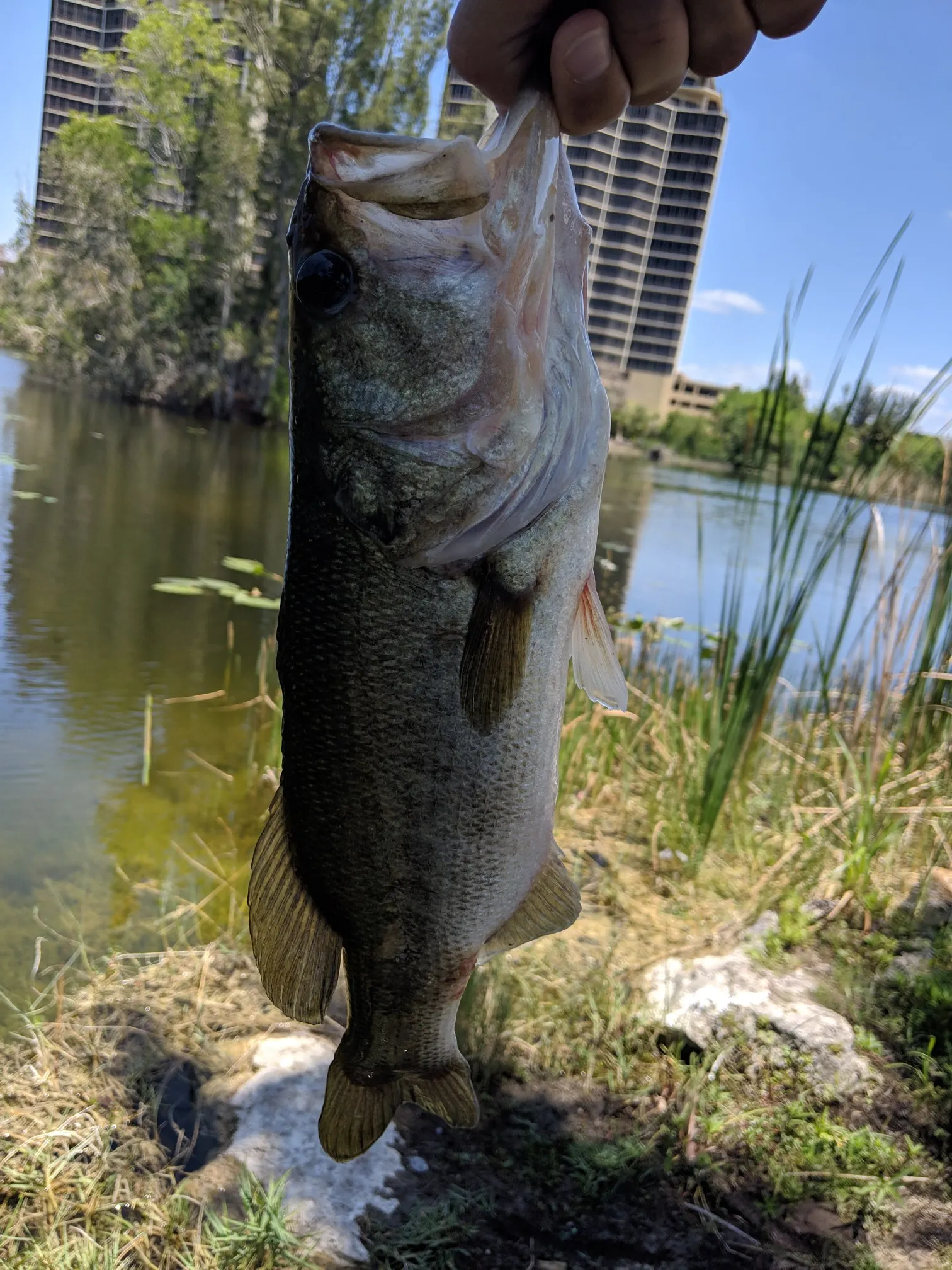 Post image from golfish11