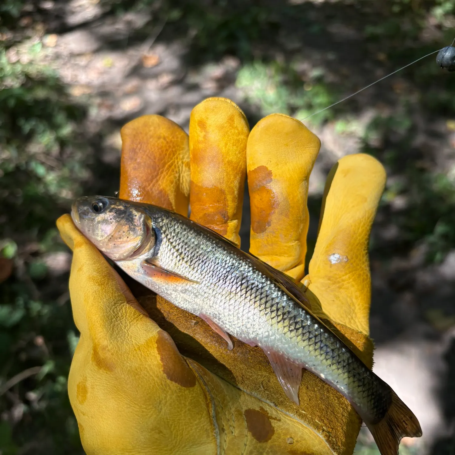 Creek chub caught on Fishbrain