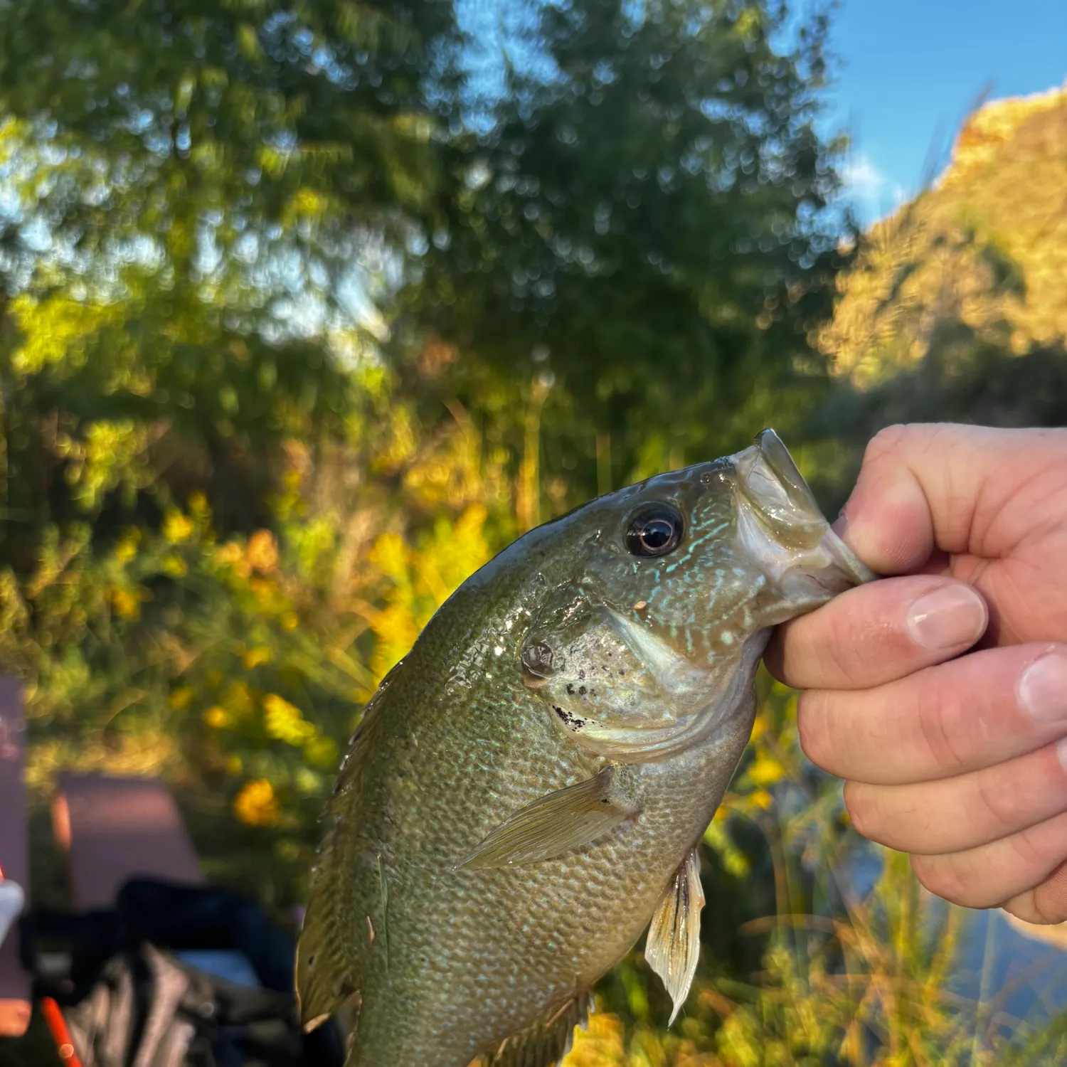 Green sunfish caught on Fishbrain