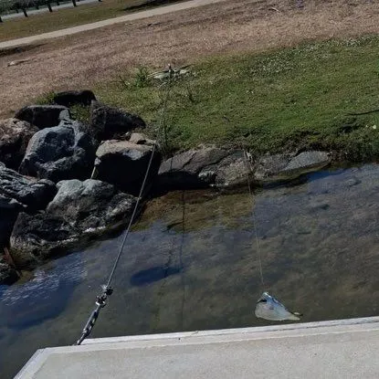 Silver moony caught on Fishbrain