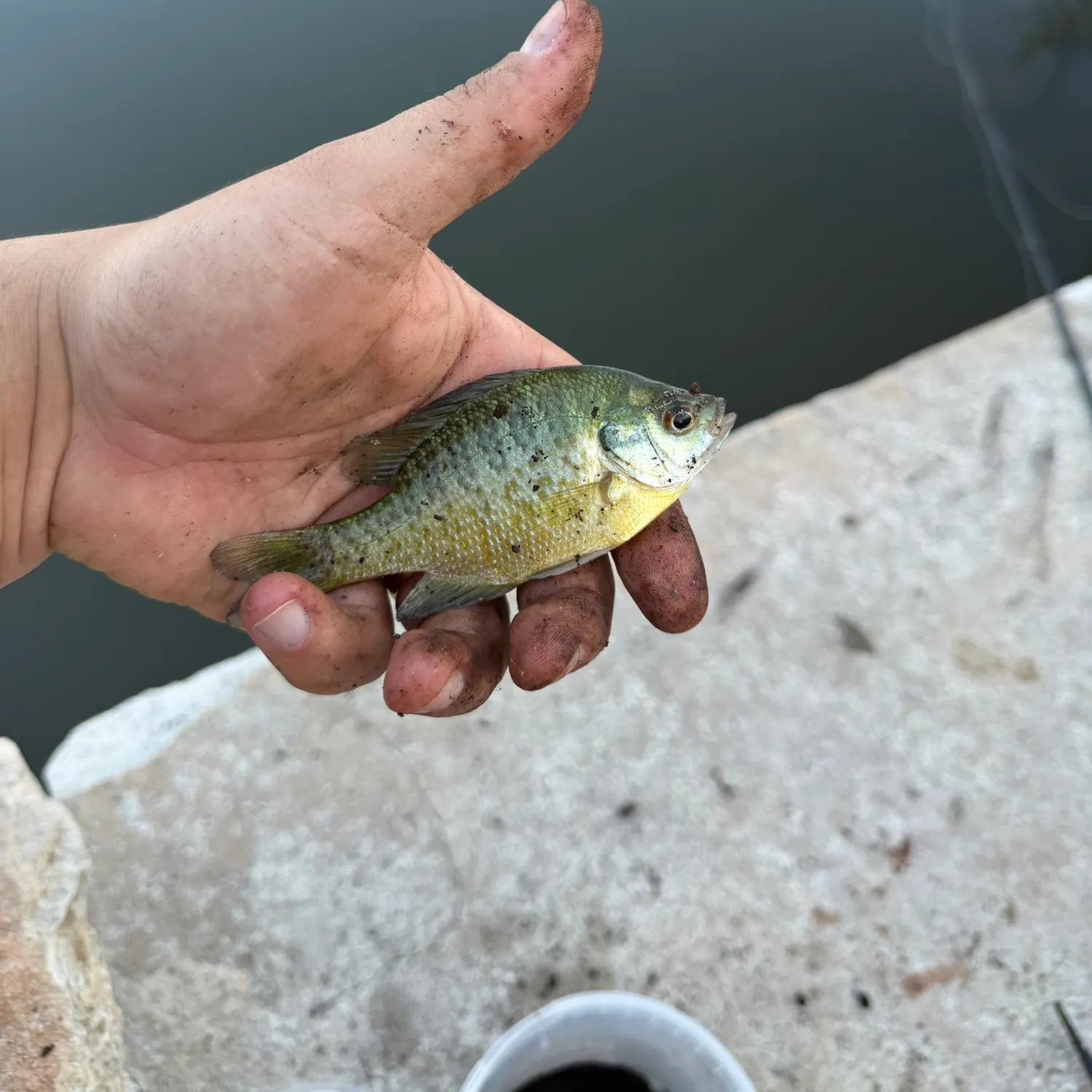 Redbreast sunfish caught on Fishbrain