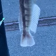 The most recent Blue cod catches on Fishbrain