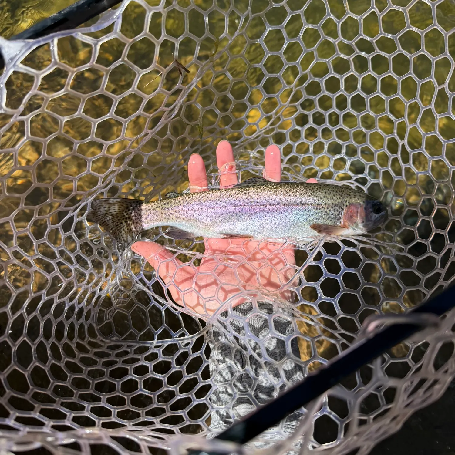 Rainbow trout caught on Fishbrain