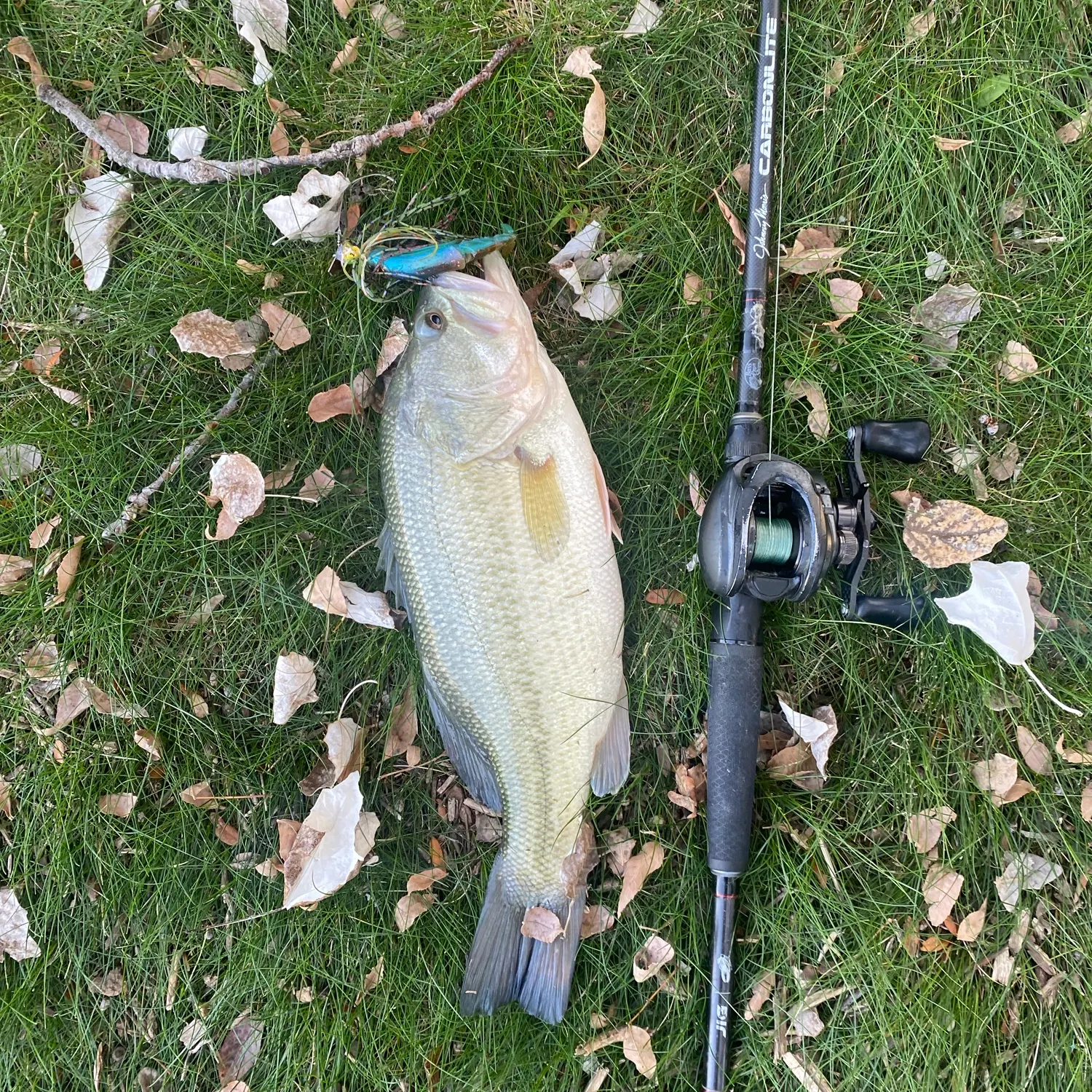 Largemouth bass caught on Fishbrain