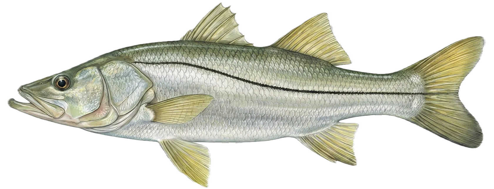 Common snook