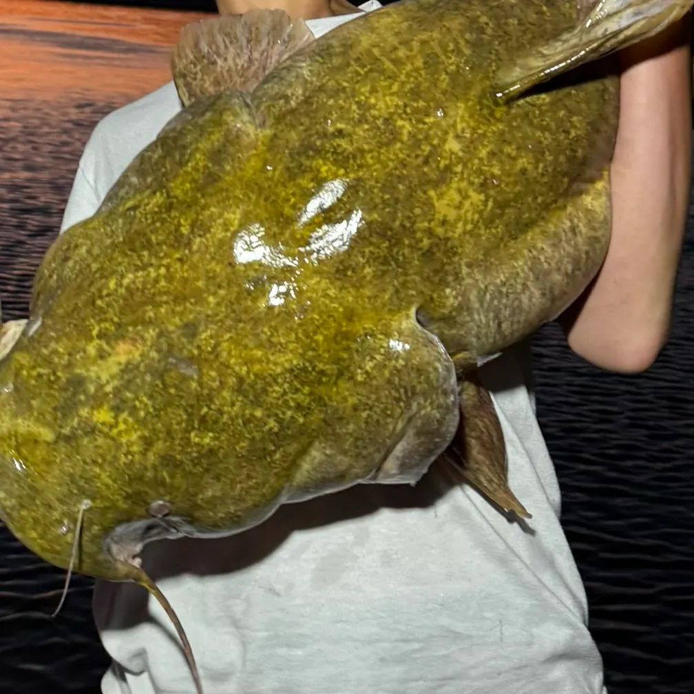 Flathead catfish caught on Fishbrain
