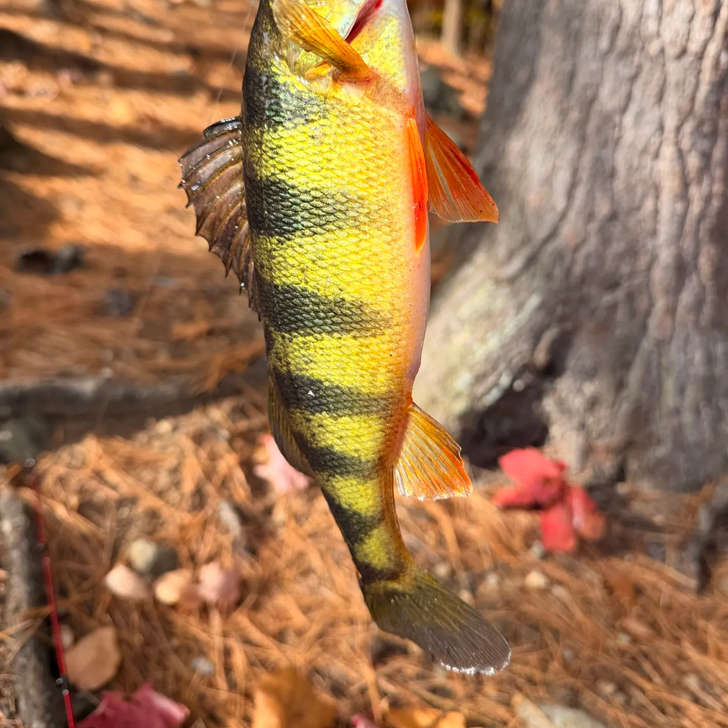 Yellow perch caught on Fishbrain