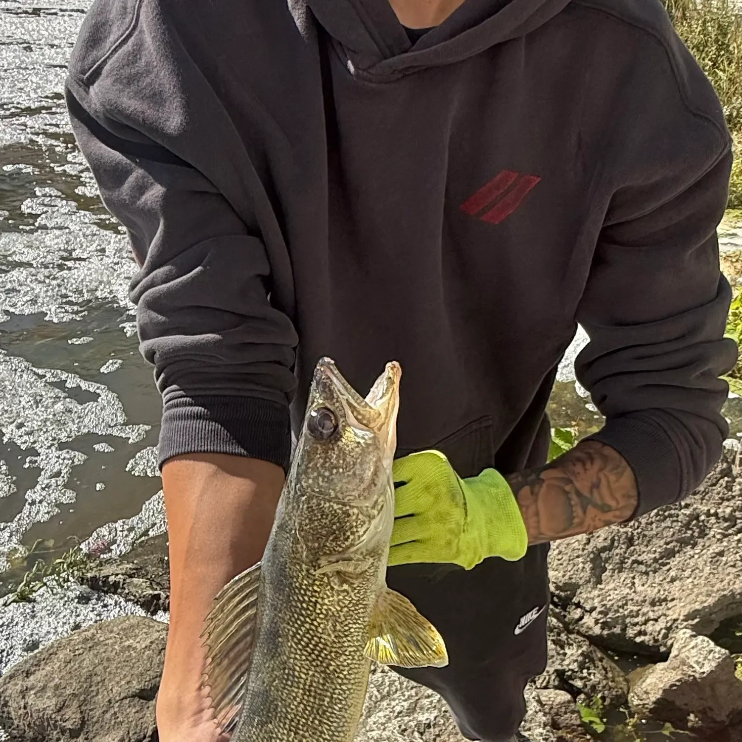 Walleye caught on Fishbrain
