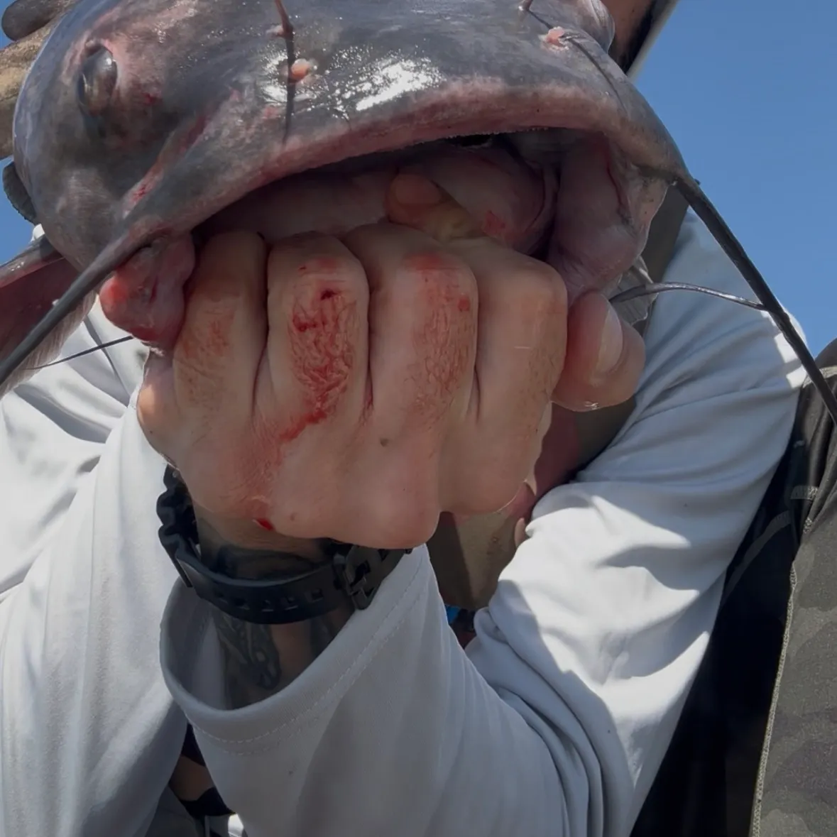 Channel catfish caught on Fishbrain