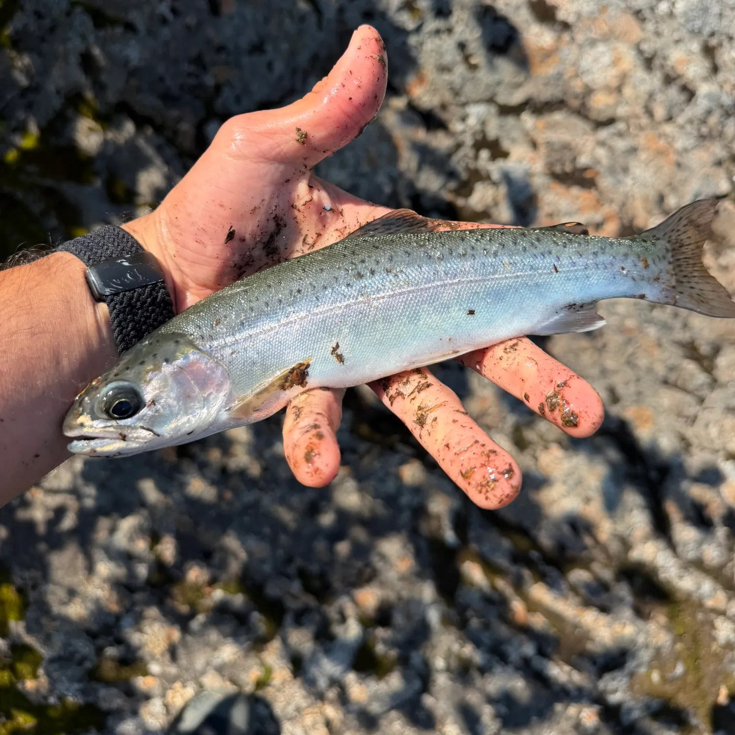 Rainbow trout caught on Fishbrain