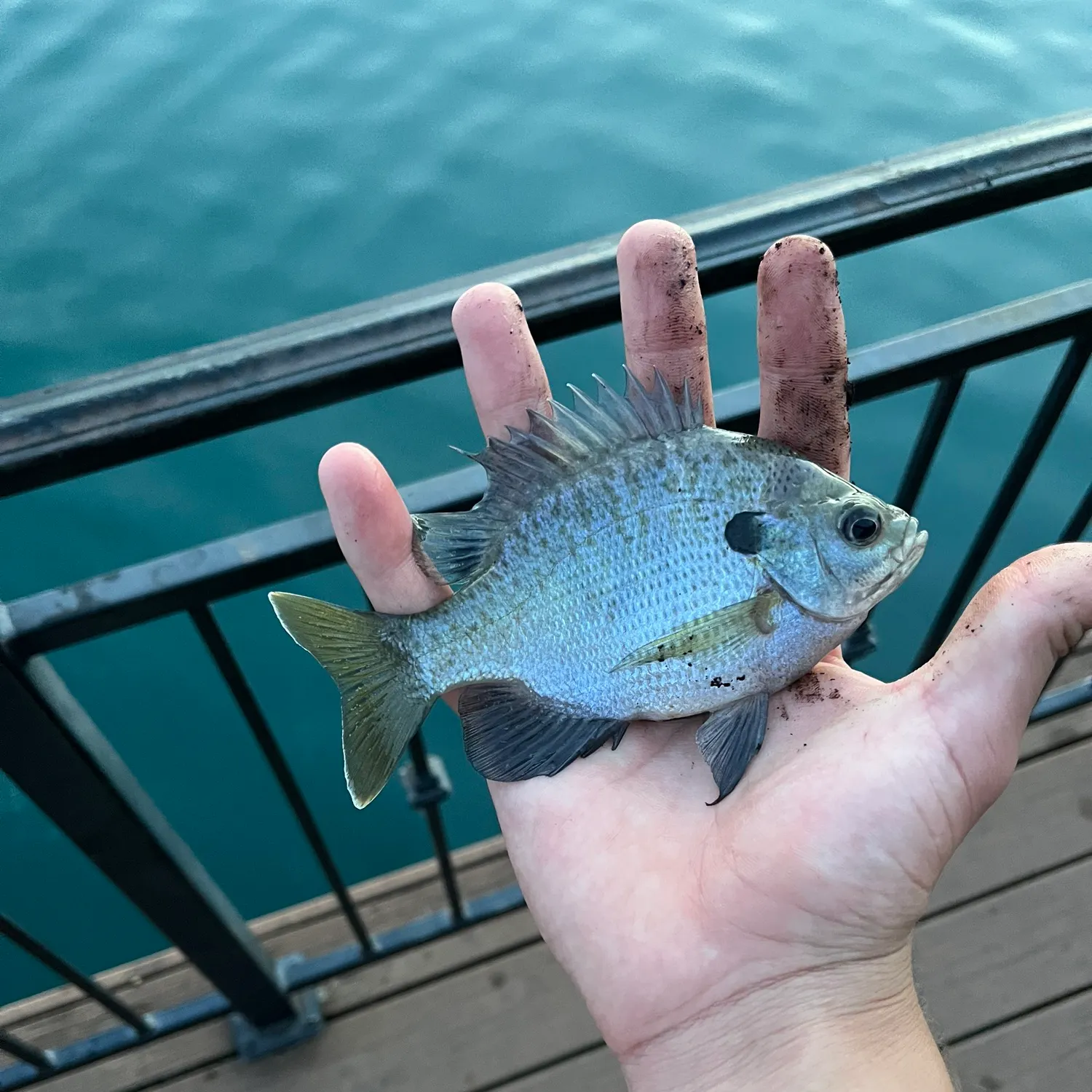 Bluegill caught on Fishbrain