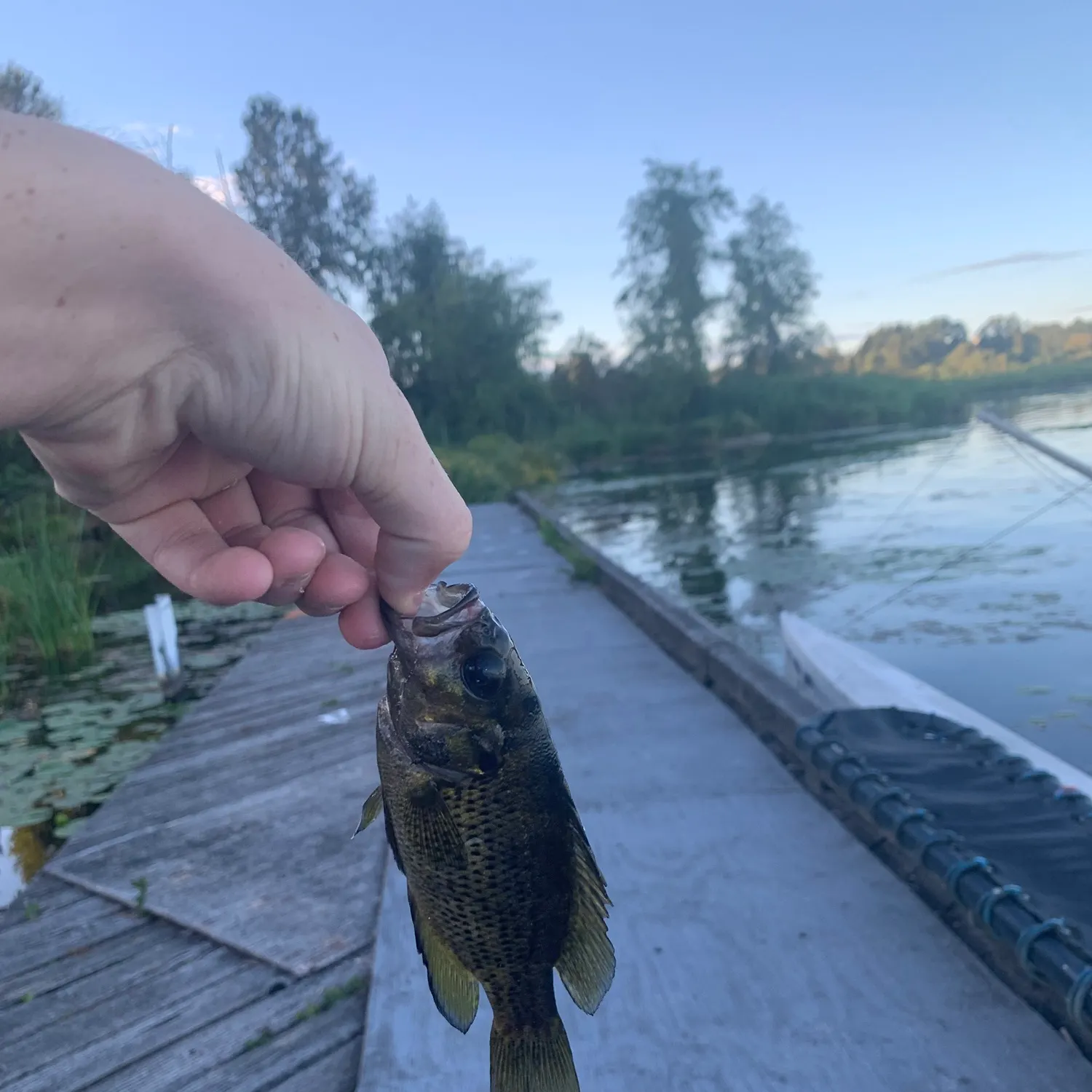 recently logged catches