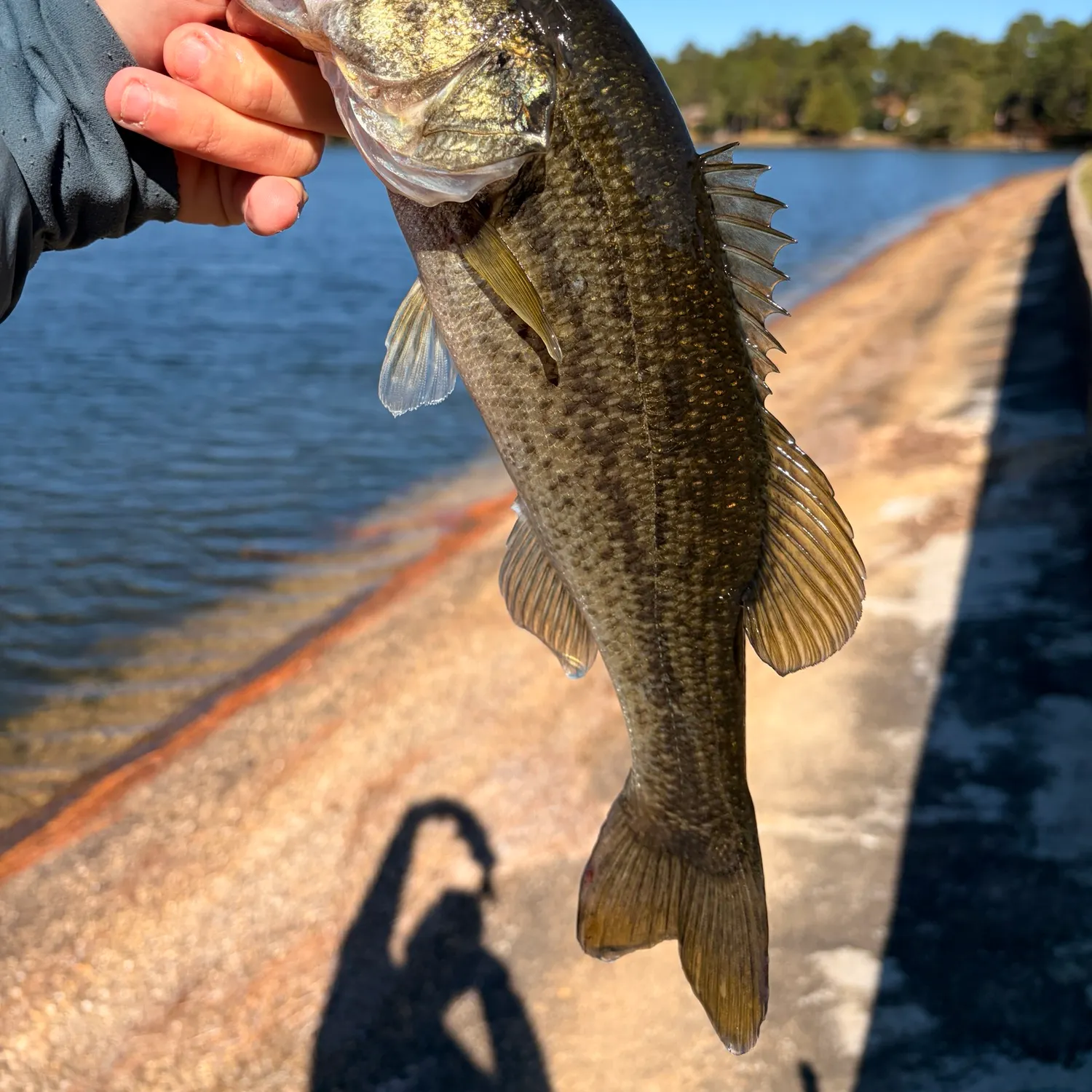 Largemouth bass caught on Fishbrain