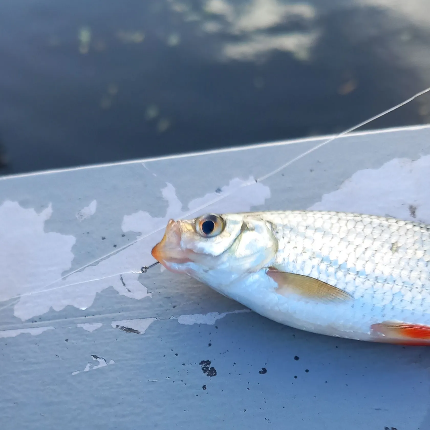 Ide caught on Fishbrain