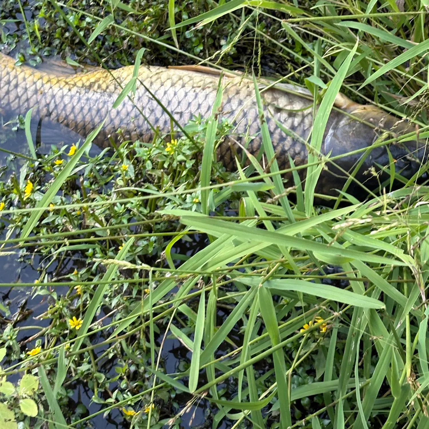Common carp caught on Fishbrain