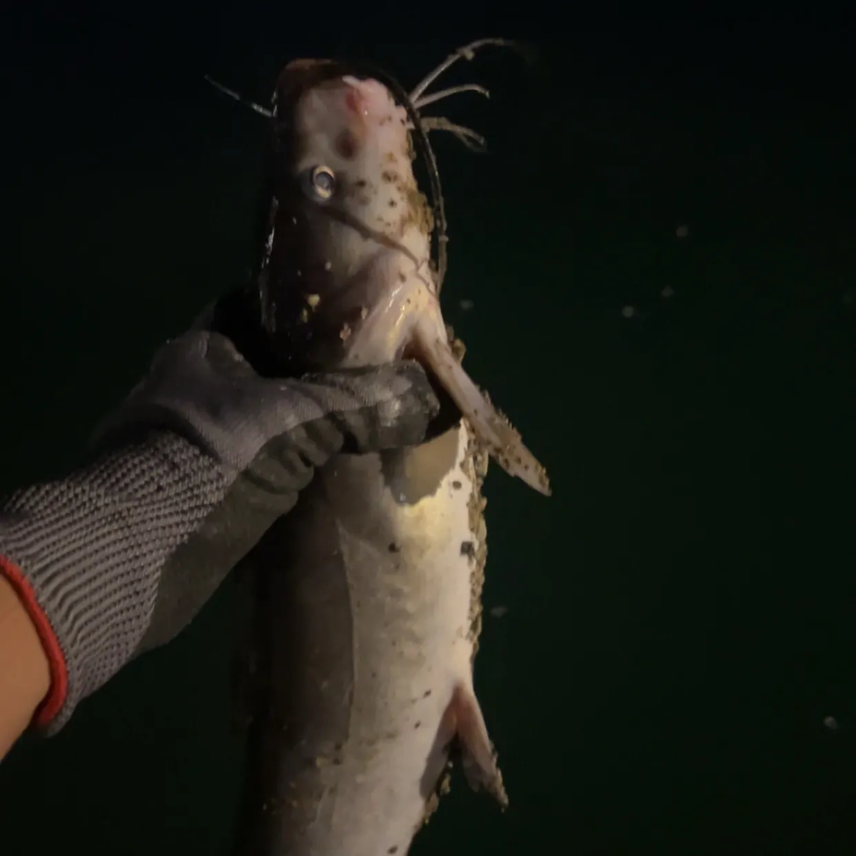 Channel catfish caught on Fishbrain