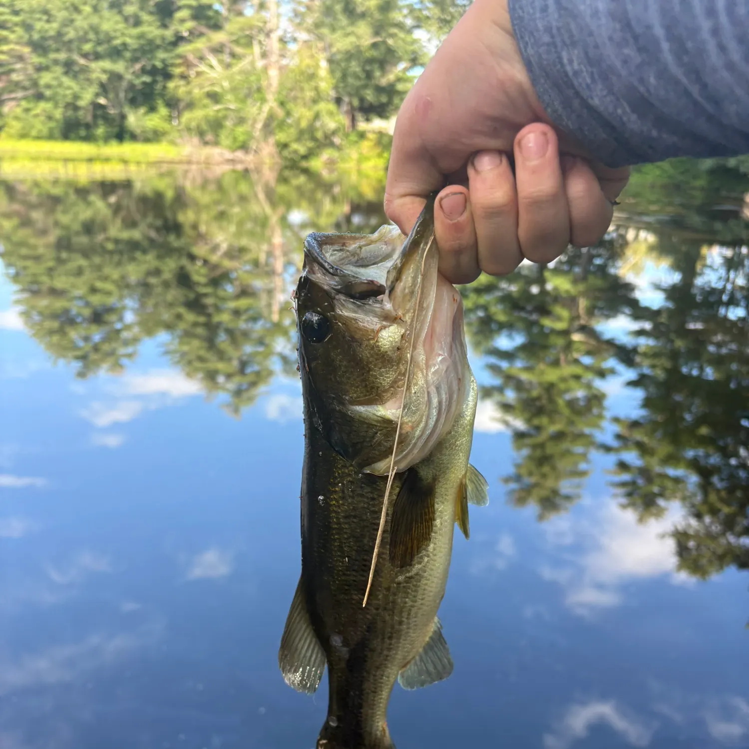 Largemouth bass caught on Fishbrain