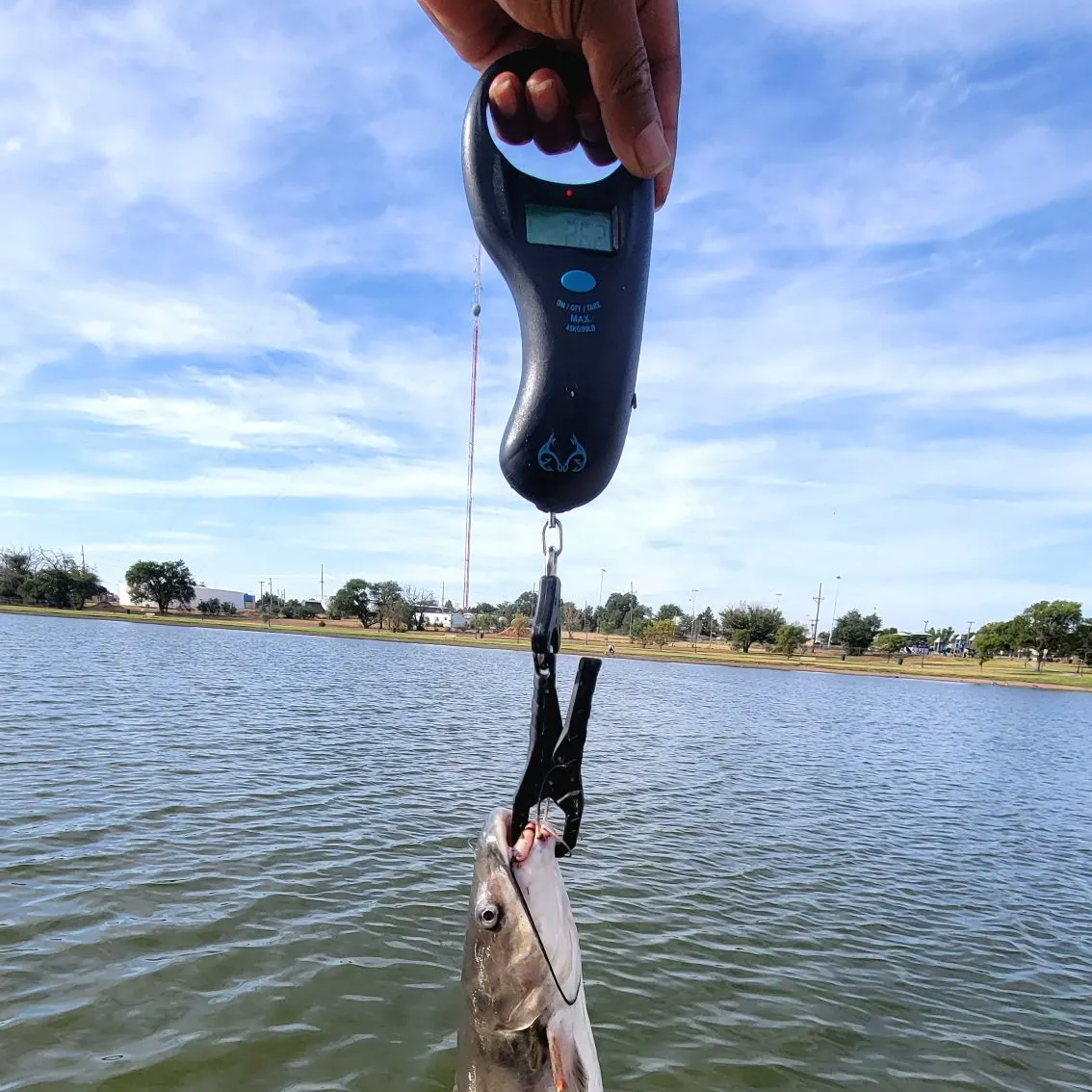 Channel catfish caught on Fishbrain