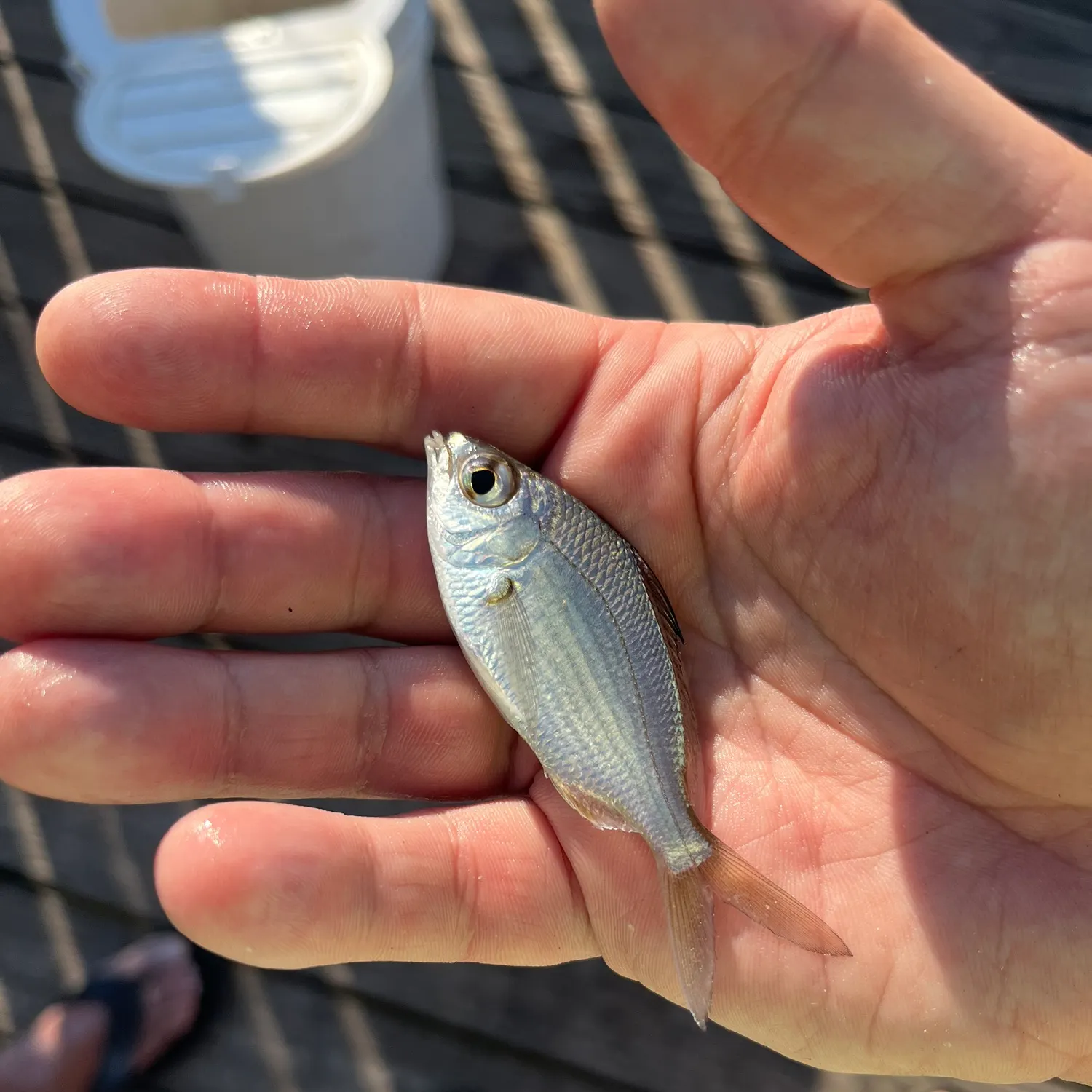 The most recent Silver mojarra catches on Fishbrain