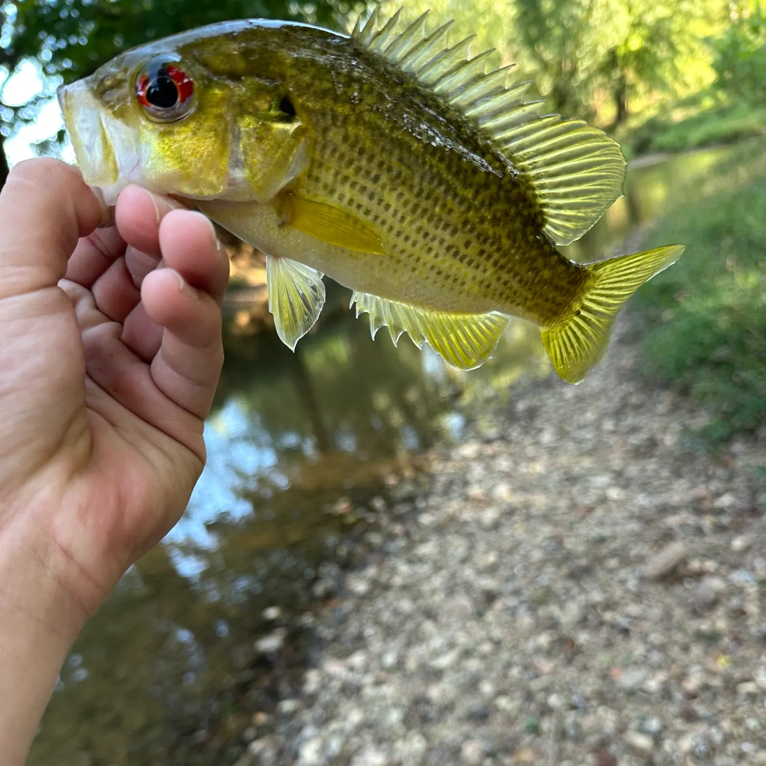 Fish caught on Fishbrain