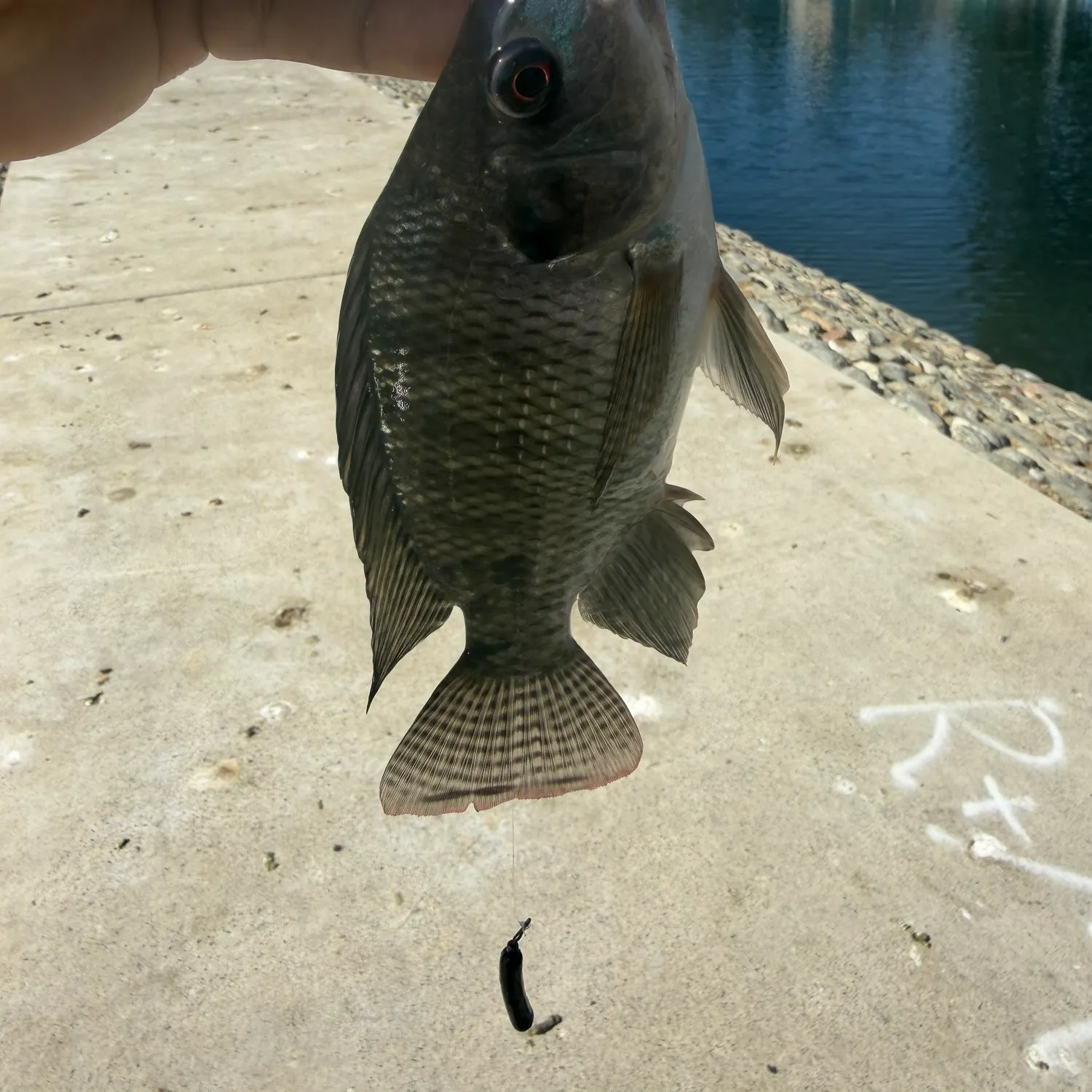 Blue tilapia caught on Fishbrain