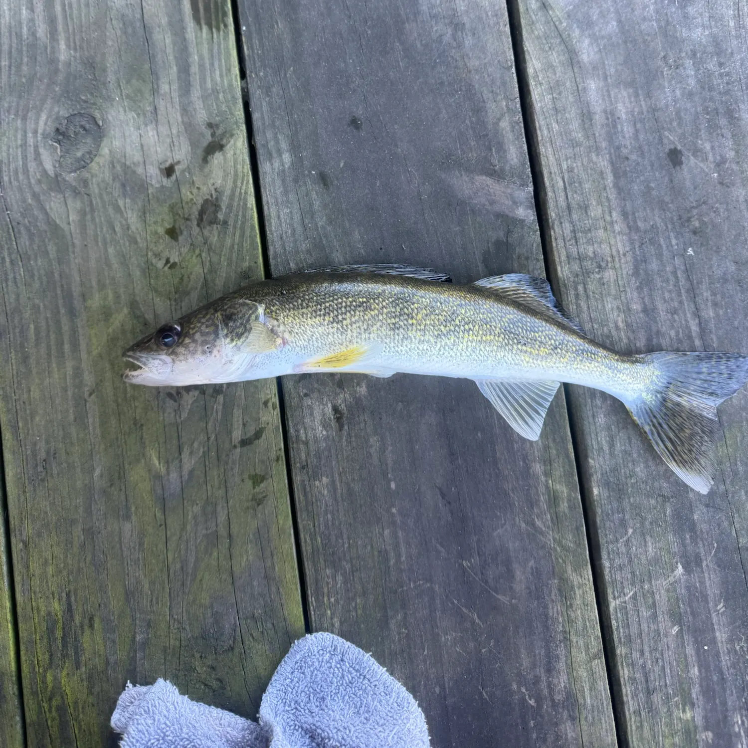 Walleye caught on Fishbrain