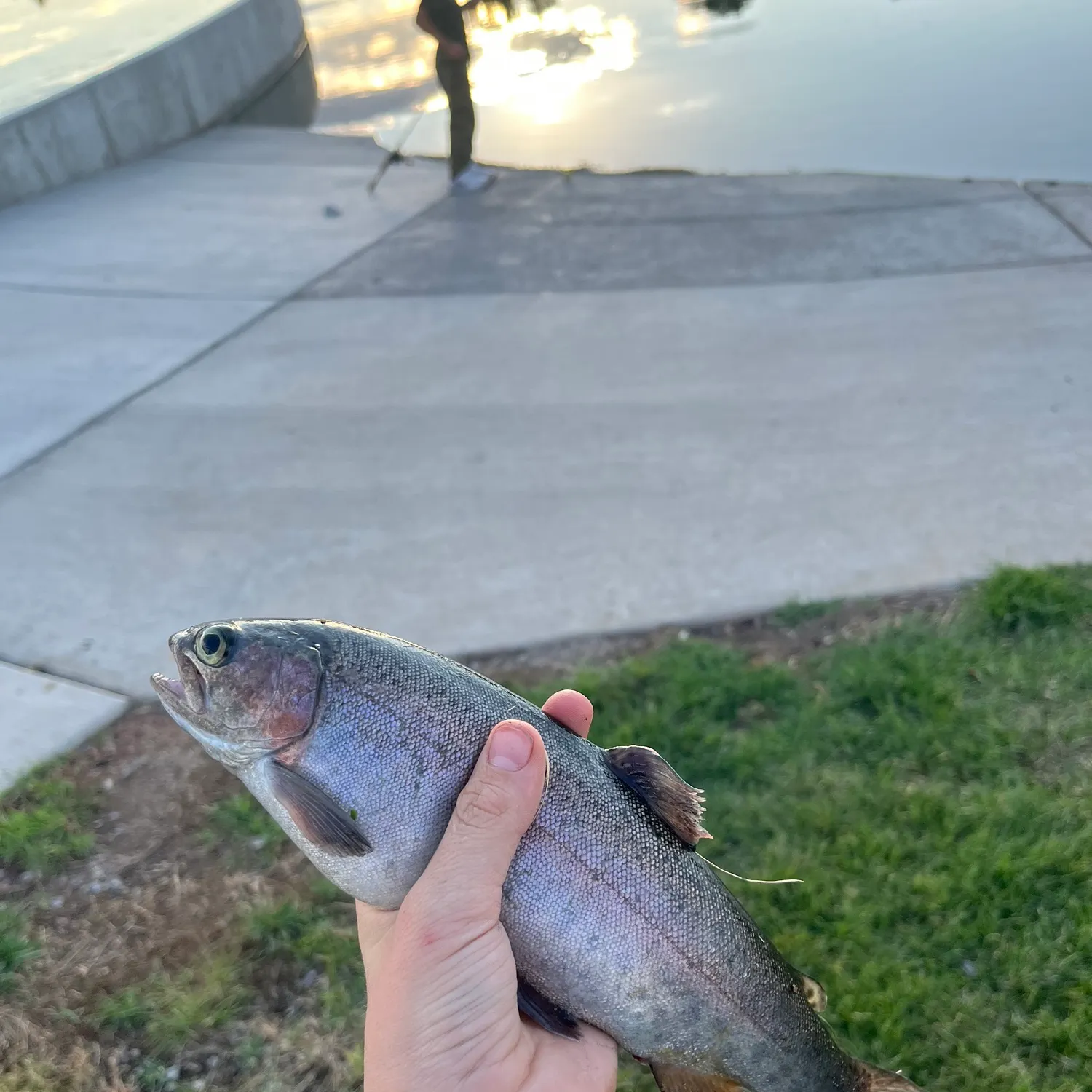 Rainbow trout caught on Fishbrain