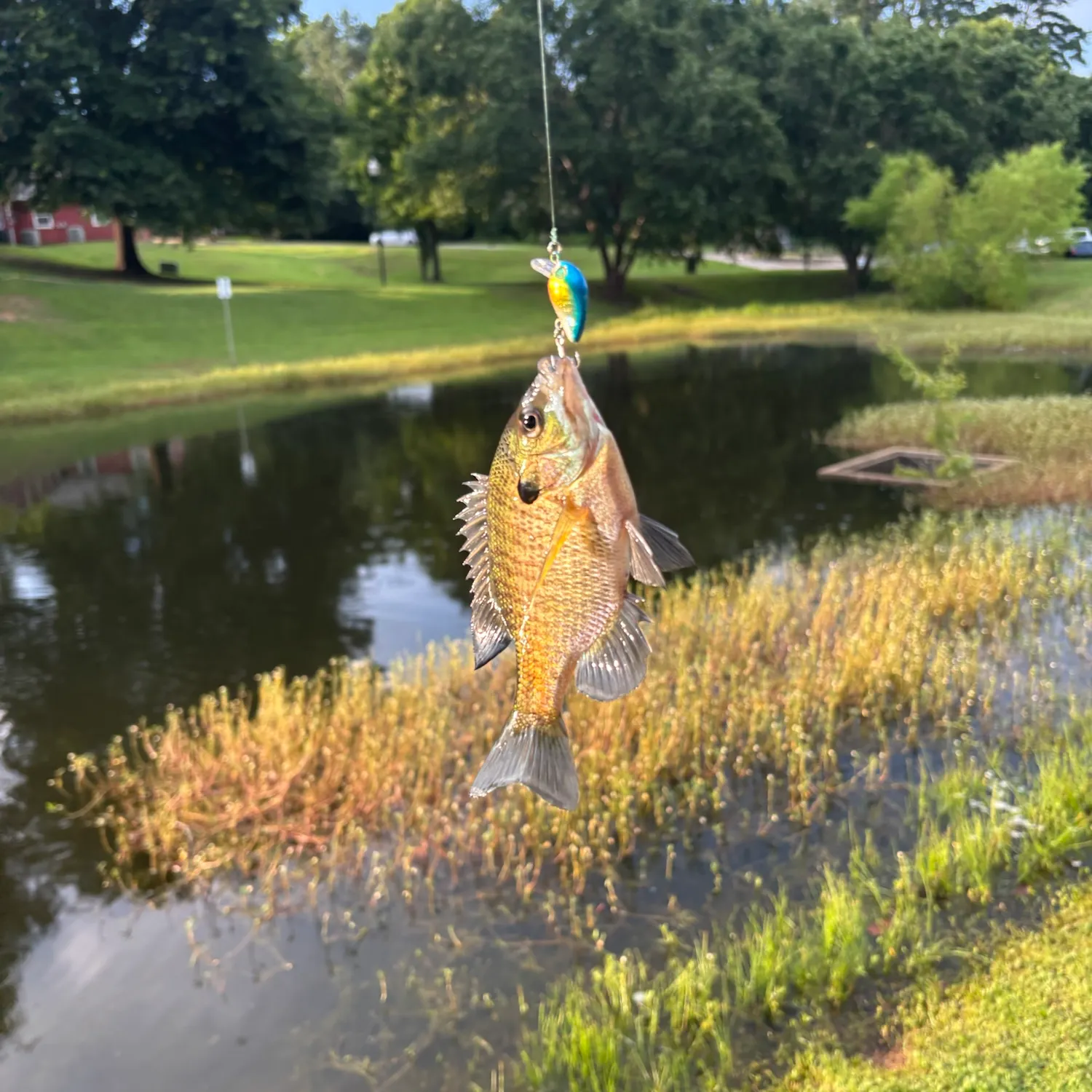 Green sunfish caught on Fishbrain