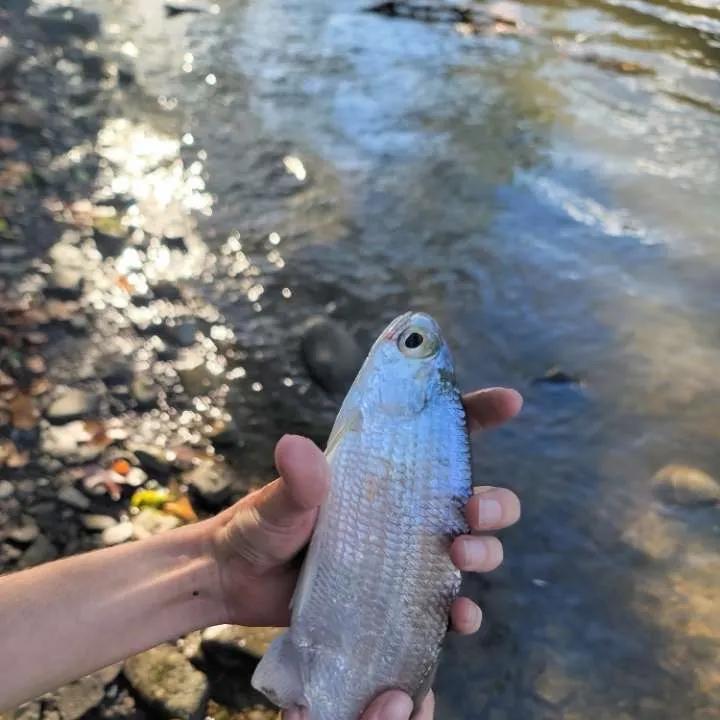 Mooneye caught on Fishbrain