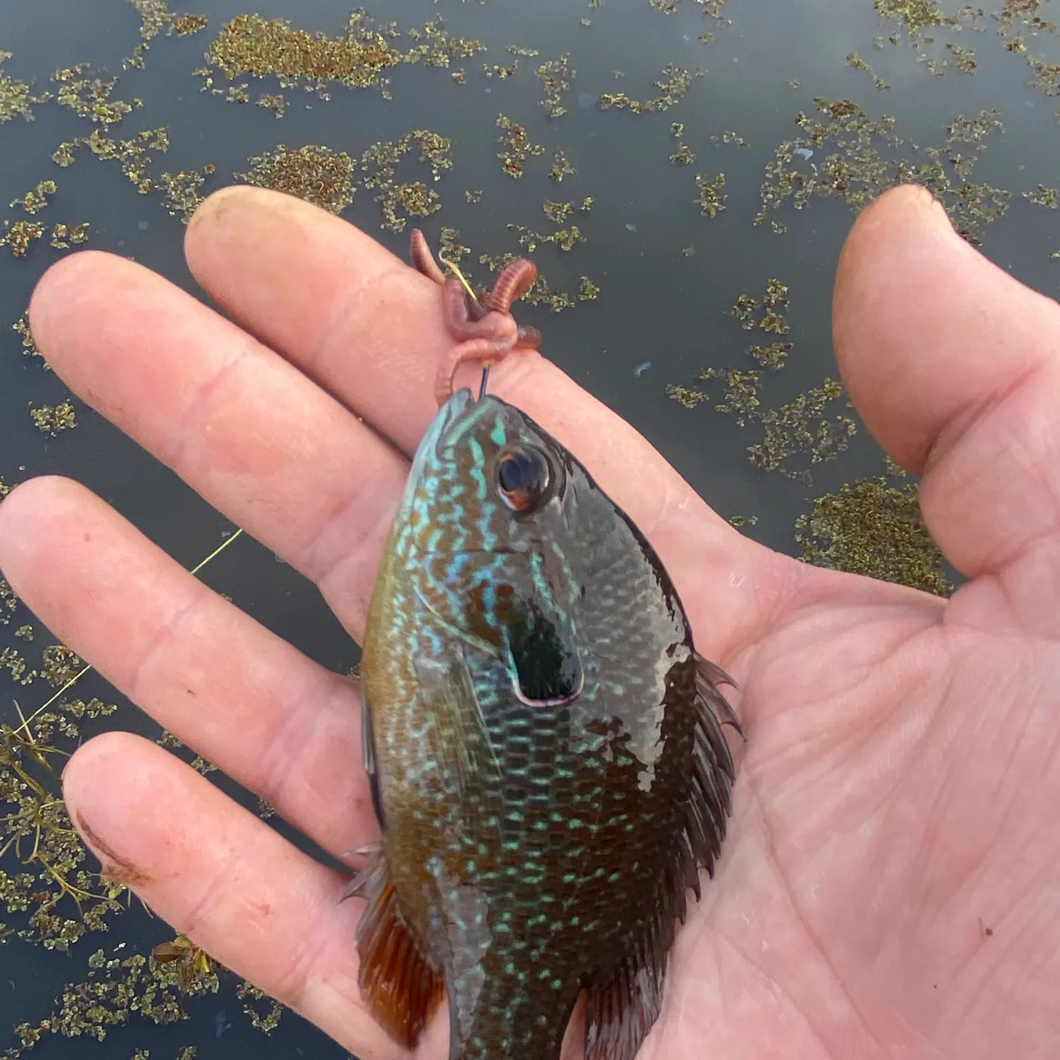 The most recent Pumpkingill hybrid catches on Fishbrain