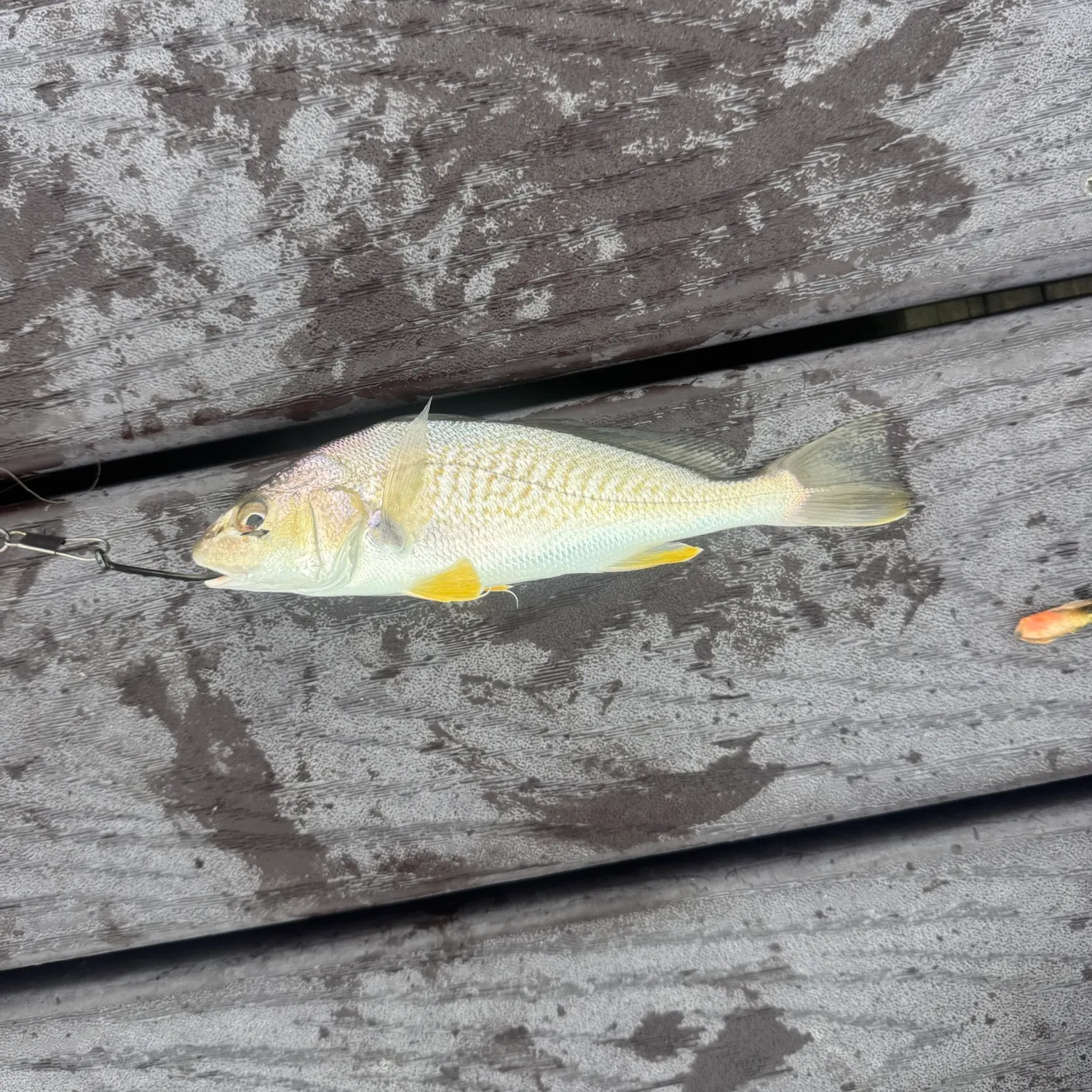Atlantic croaker caught on Fishbrain