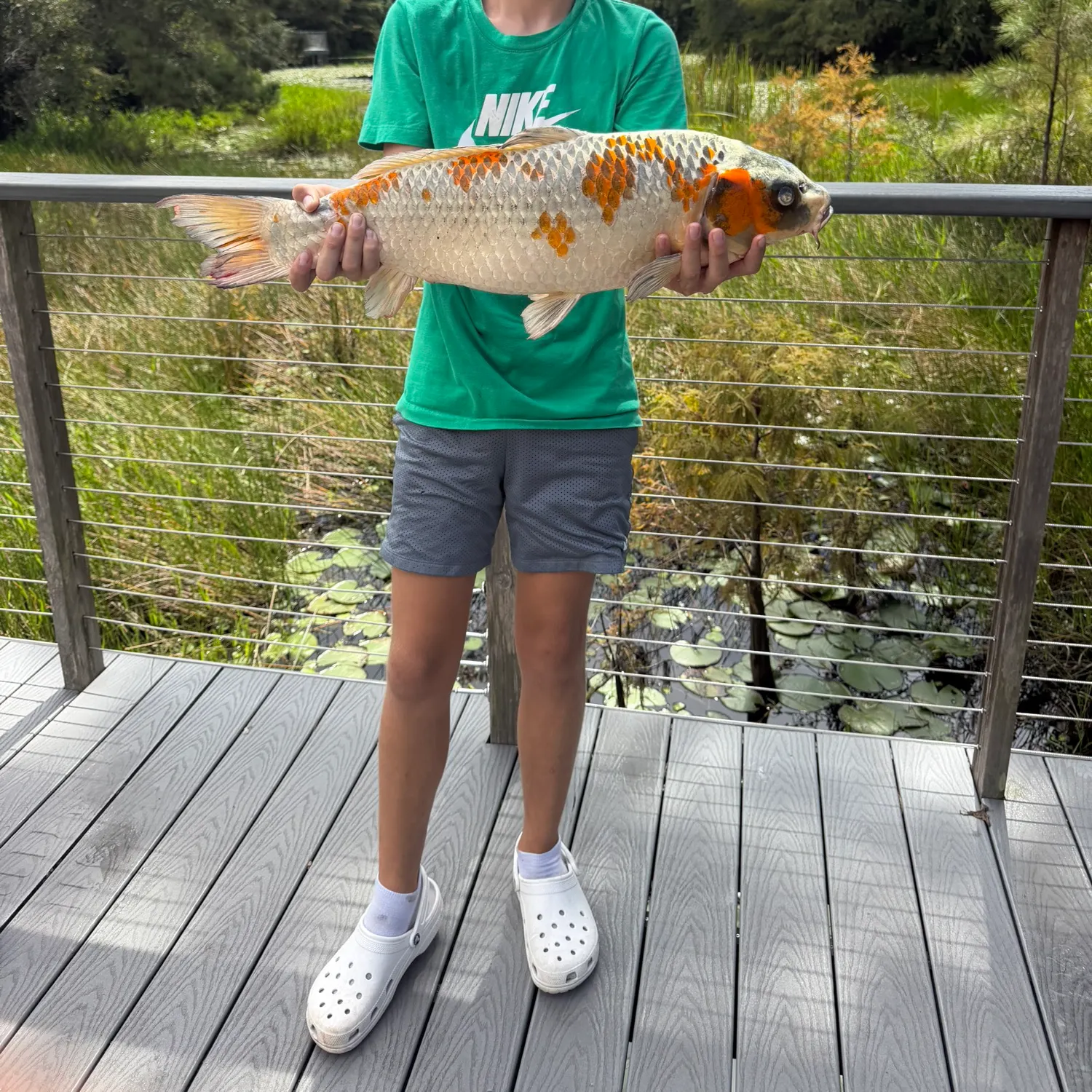 Koi carp caught on Fishbrain