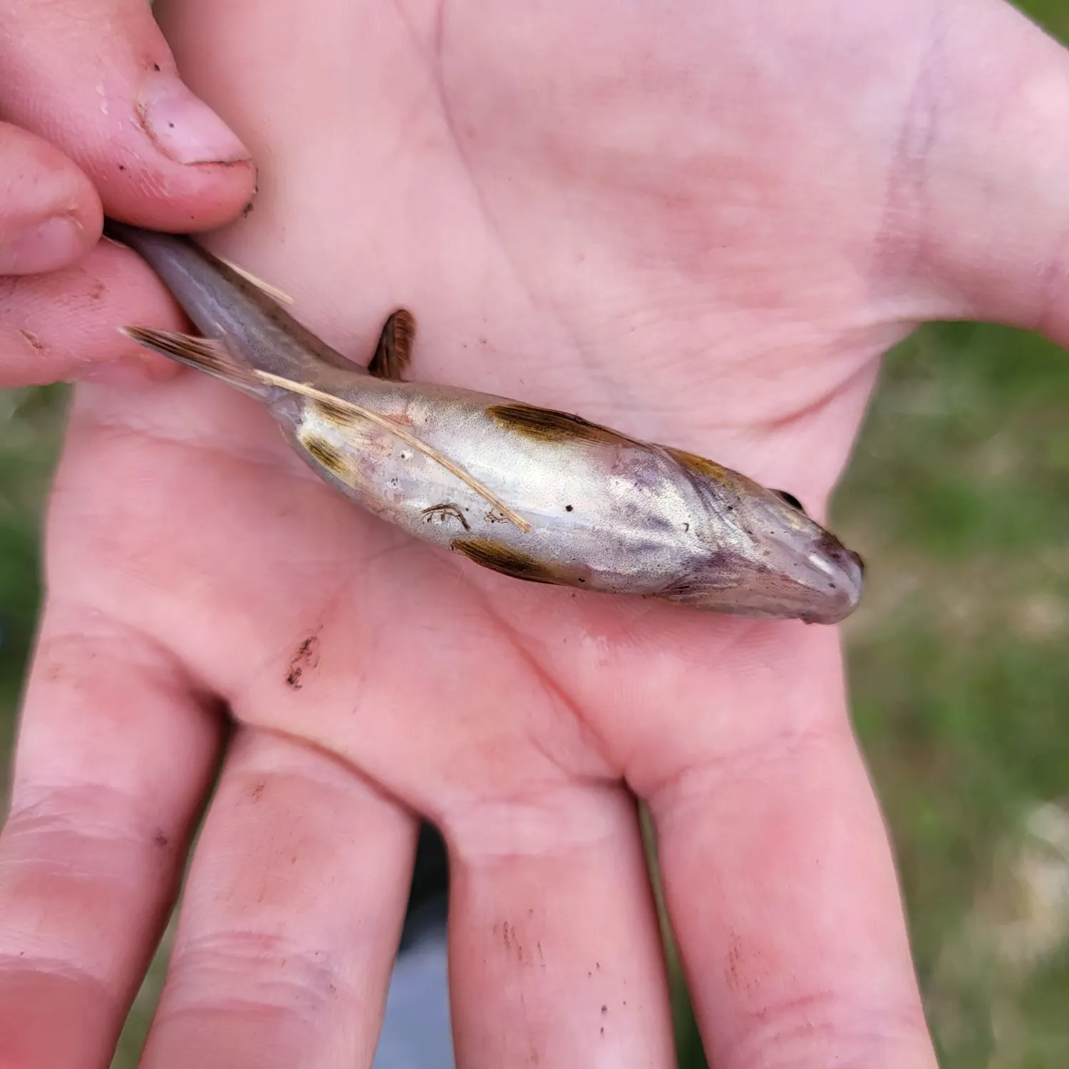 The most recent Eurasian minnow catches on Fishbrain