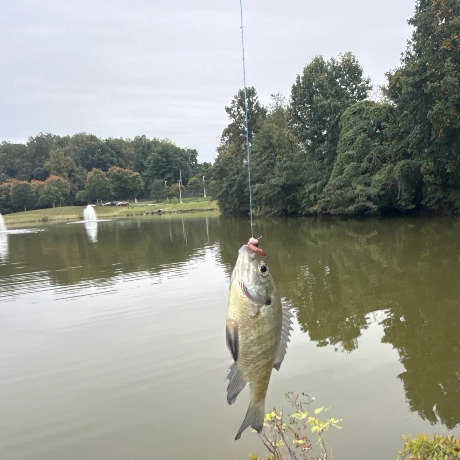 Fish caught on Fishbrain