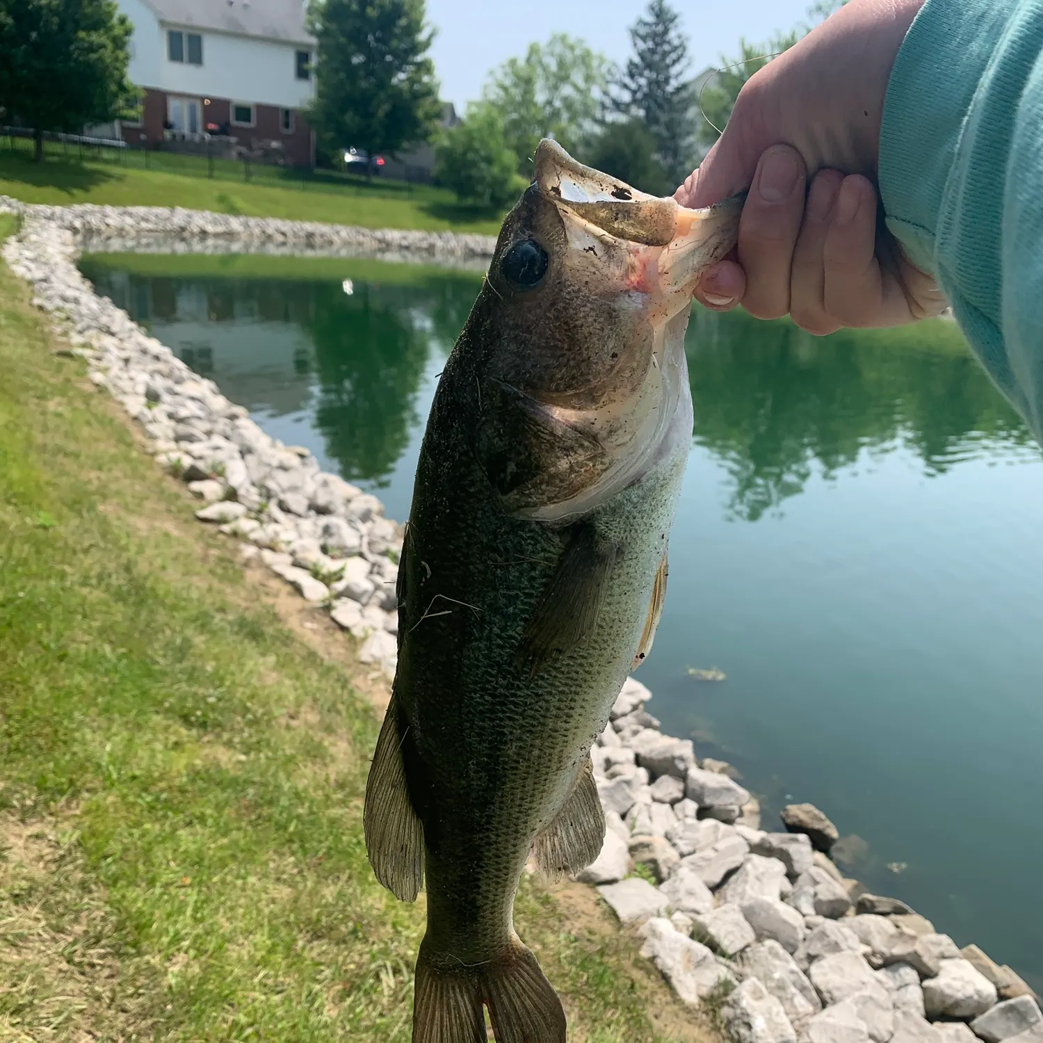 Largemouth bass caught on Fishbrain