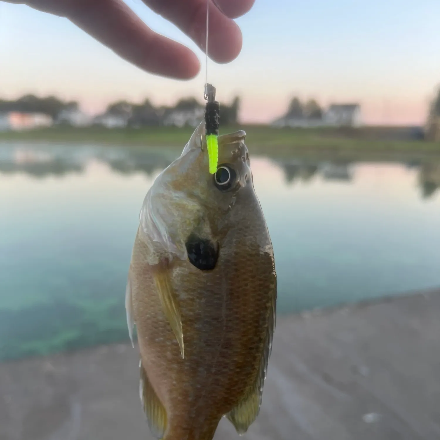 Bluegill caught on Fishbrain