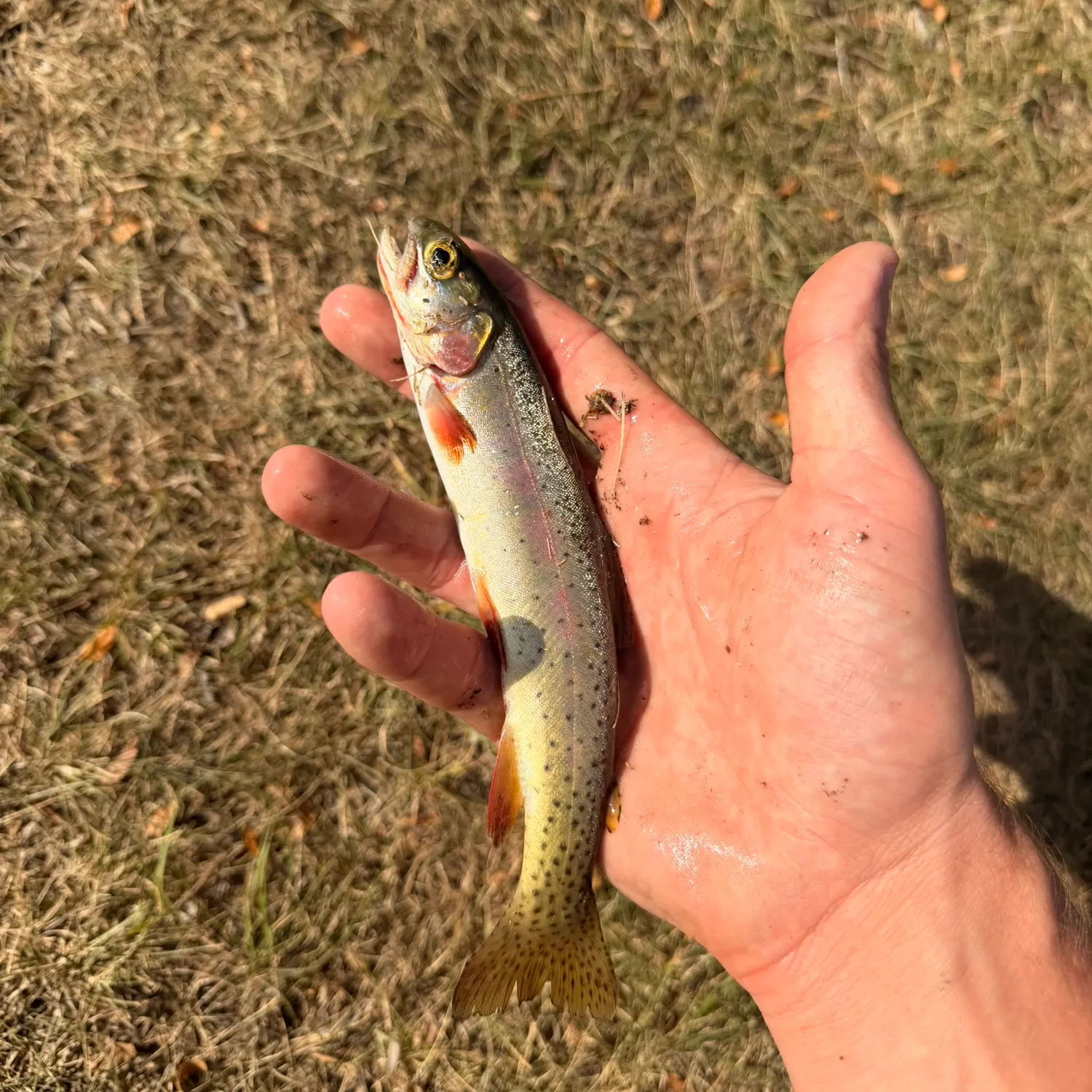 Cutthroat trout caught on Fishbrain