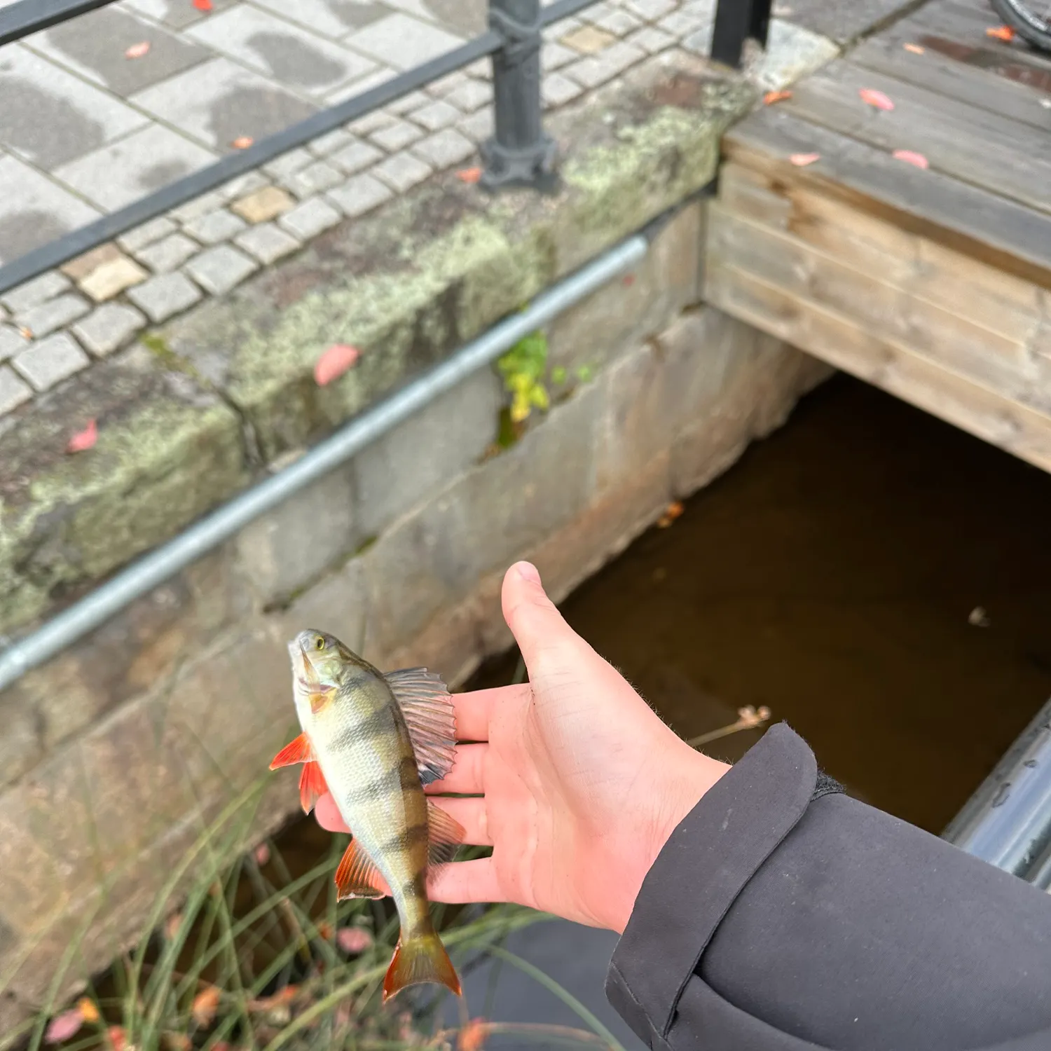 European perch caught on Fishbrain
