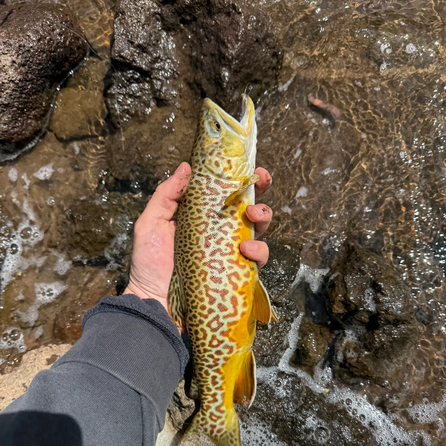 Tiger trout caught on Fishbrain